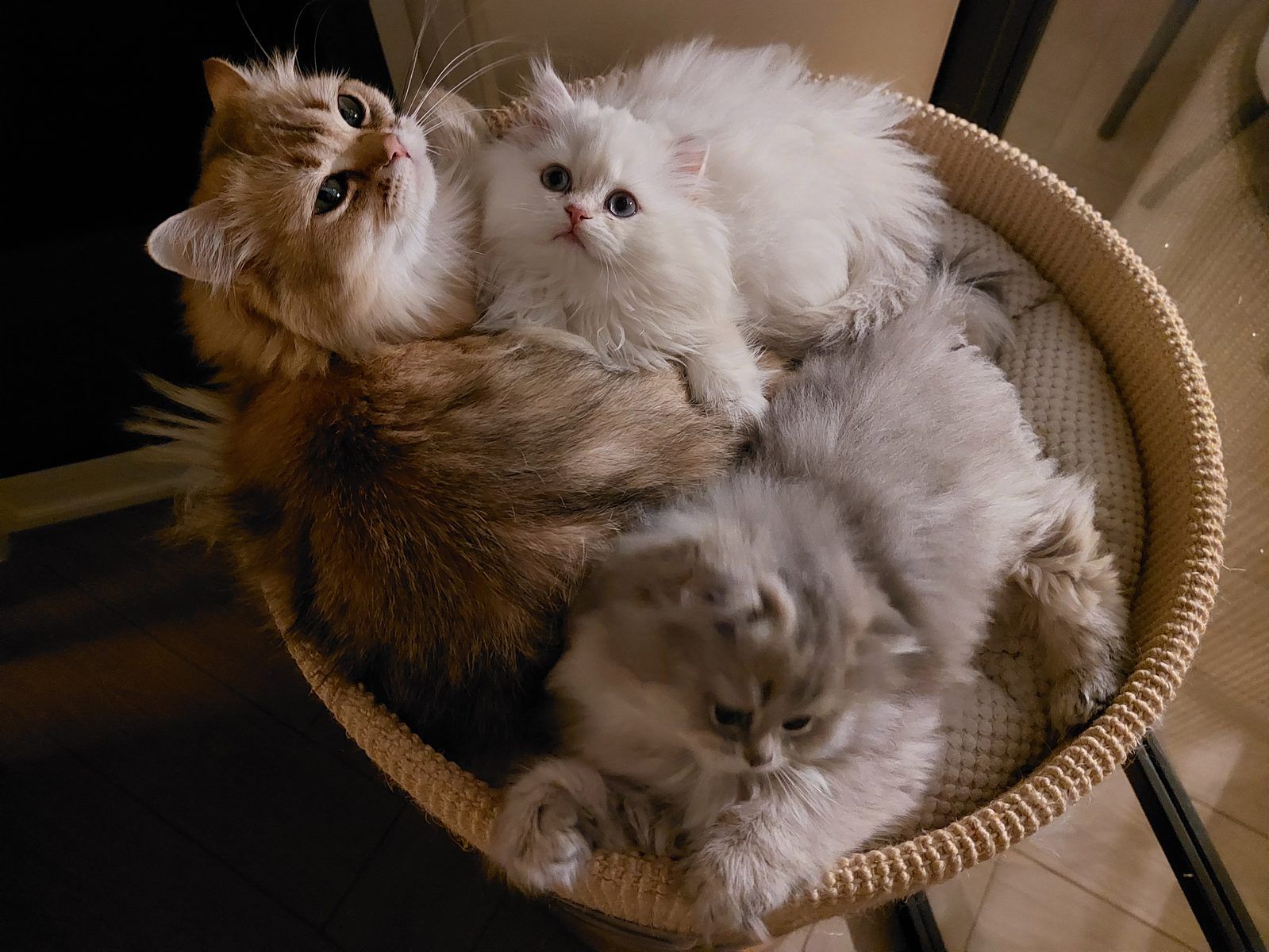 Kitten van het D-nest