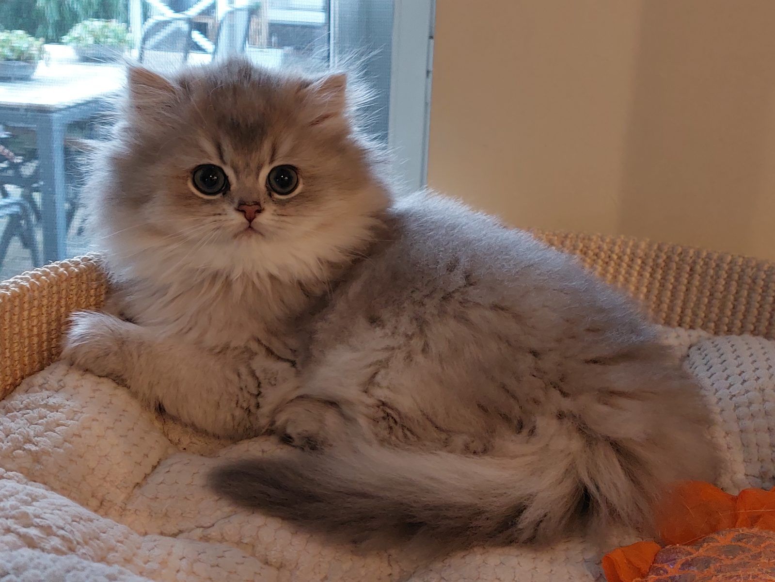Kitten van het D-nest