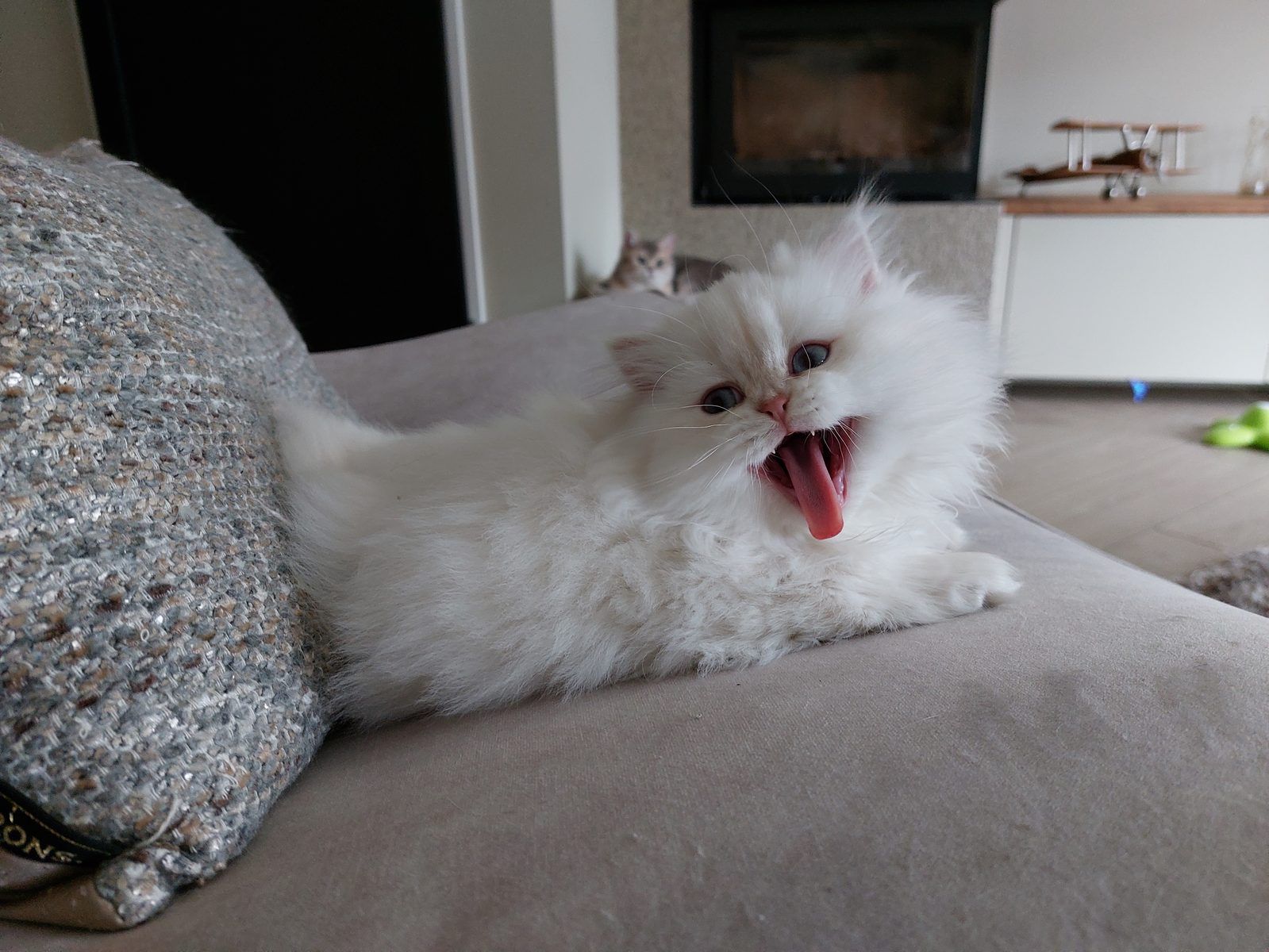 Kitten van het D-nest
