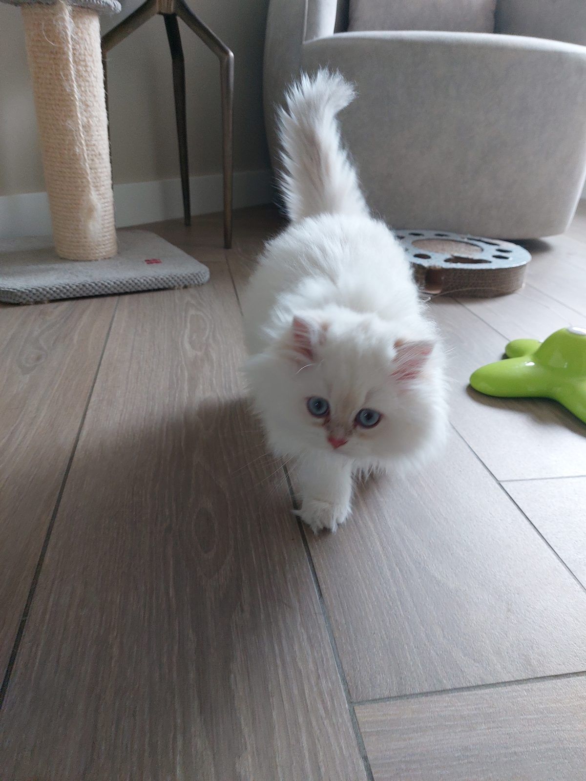 Kitten van het D-nest