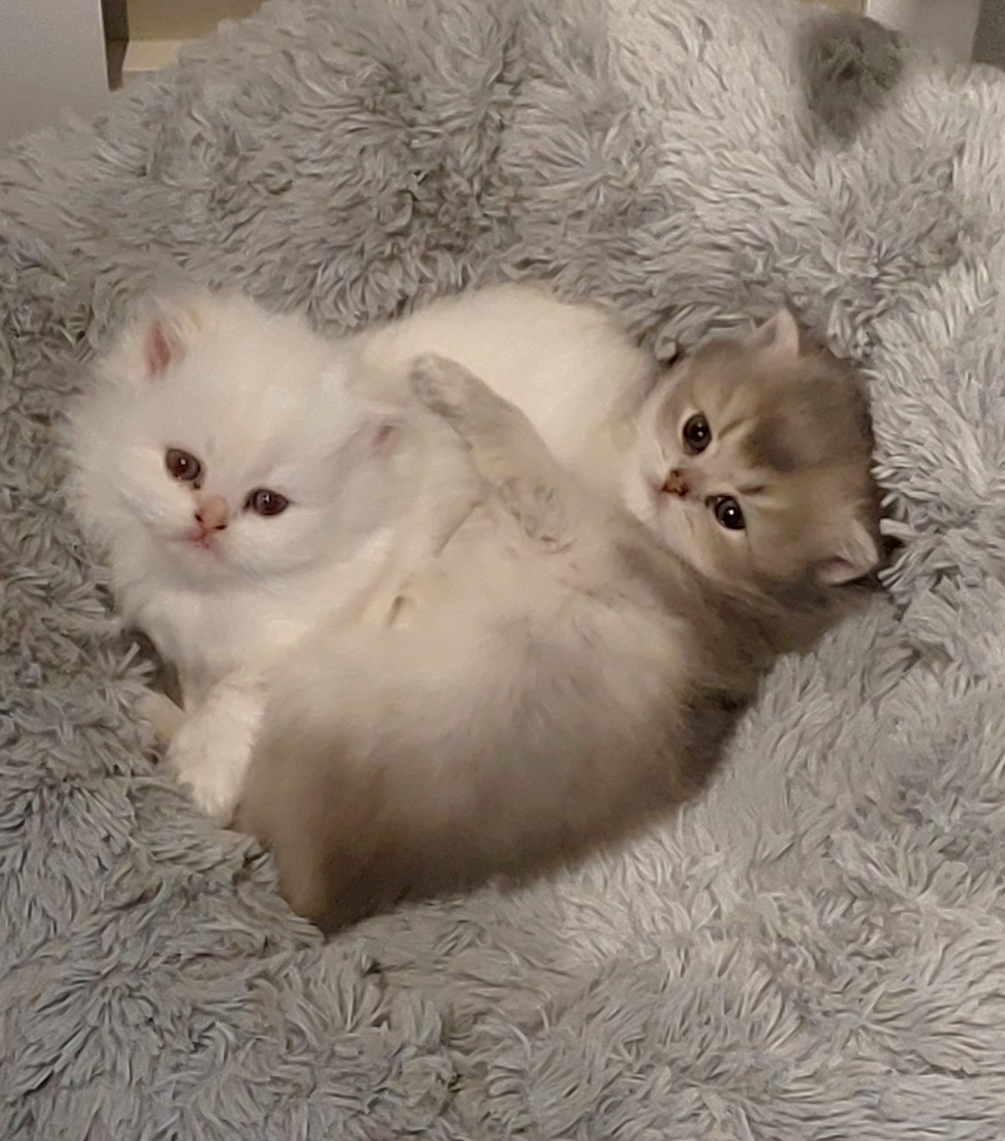Kitten van het D-nest