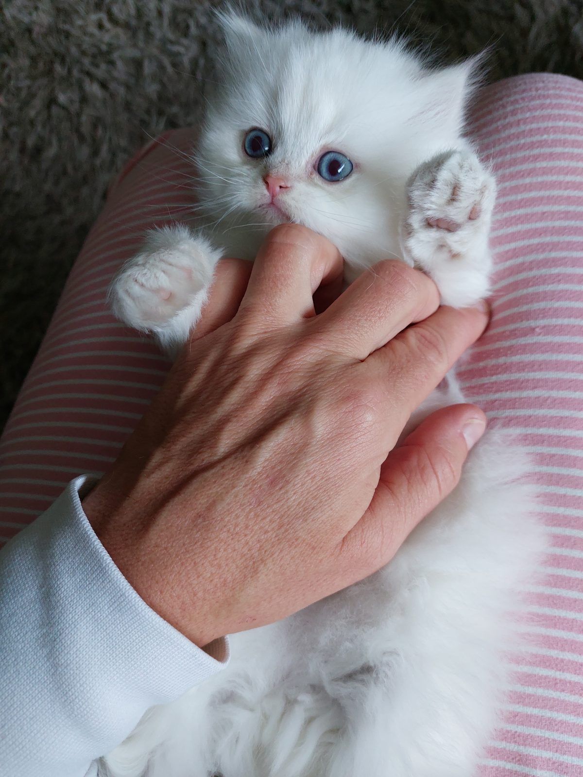 Kitten van het D-nest