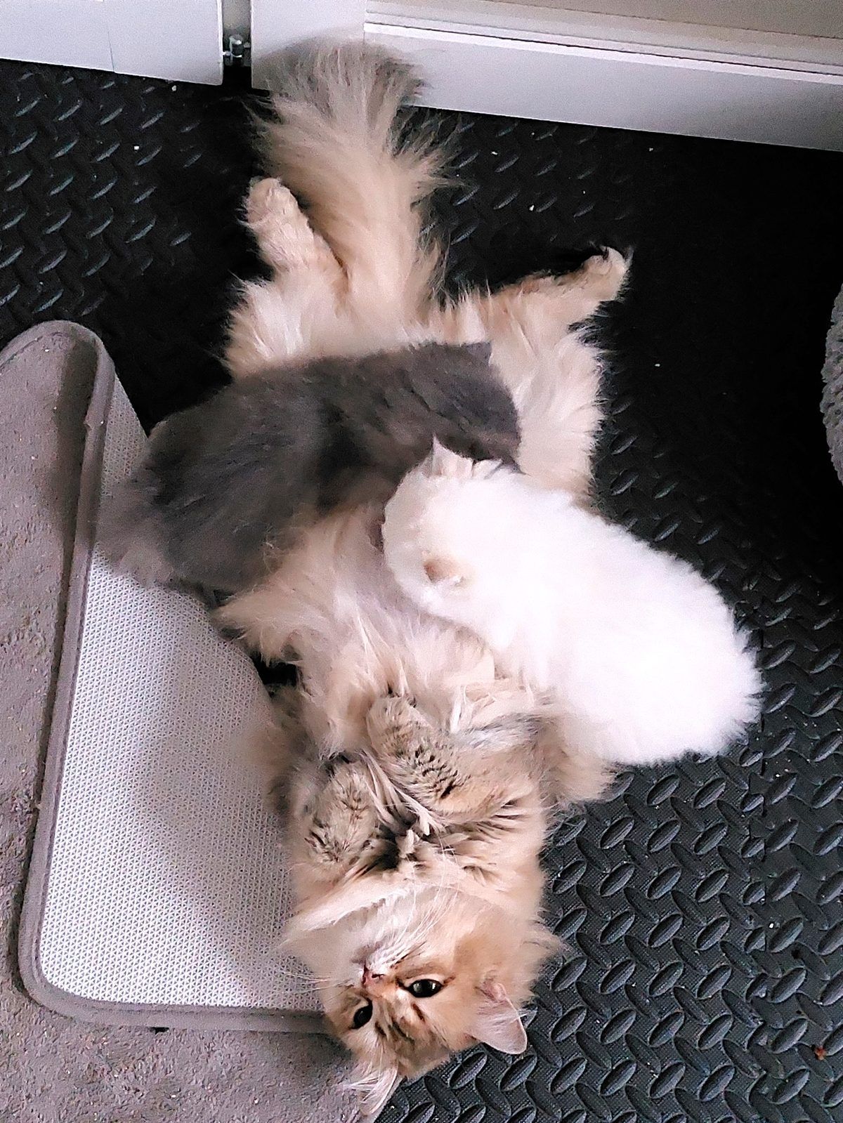 Kitten van het D-nest