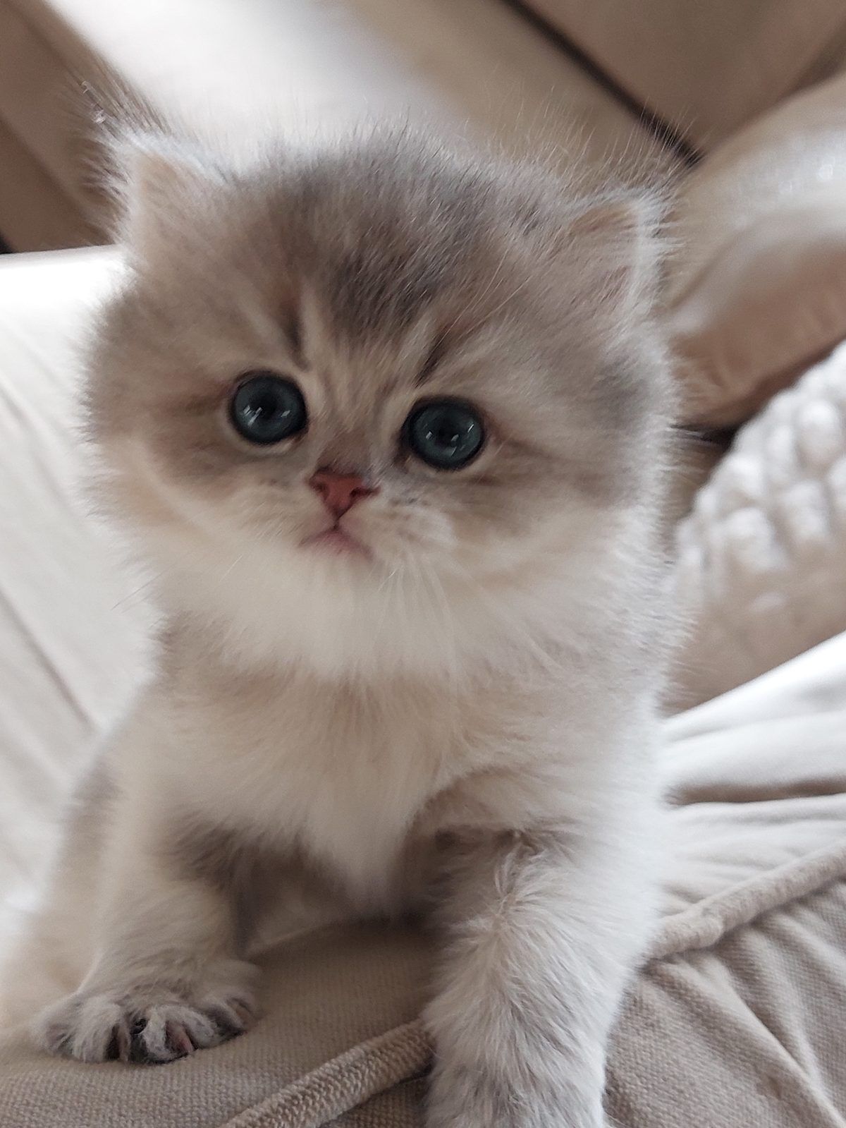 Kitten van het D-nest