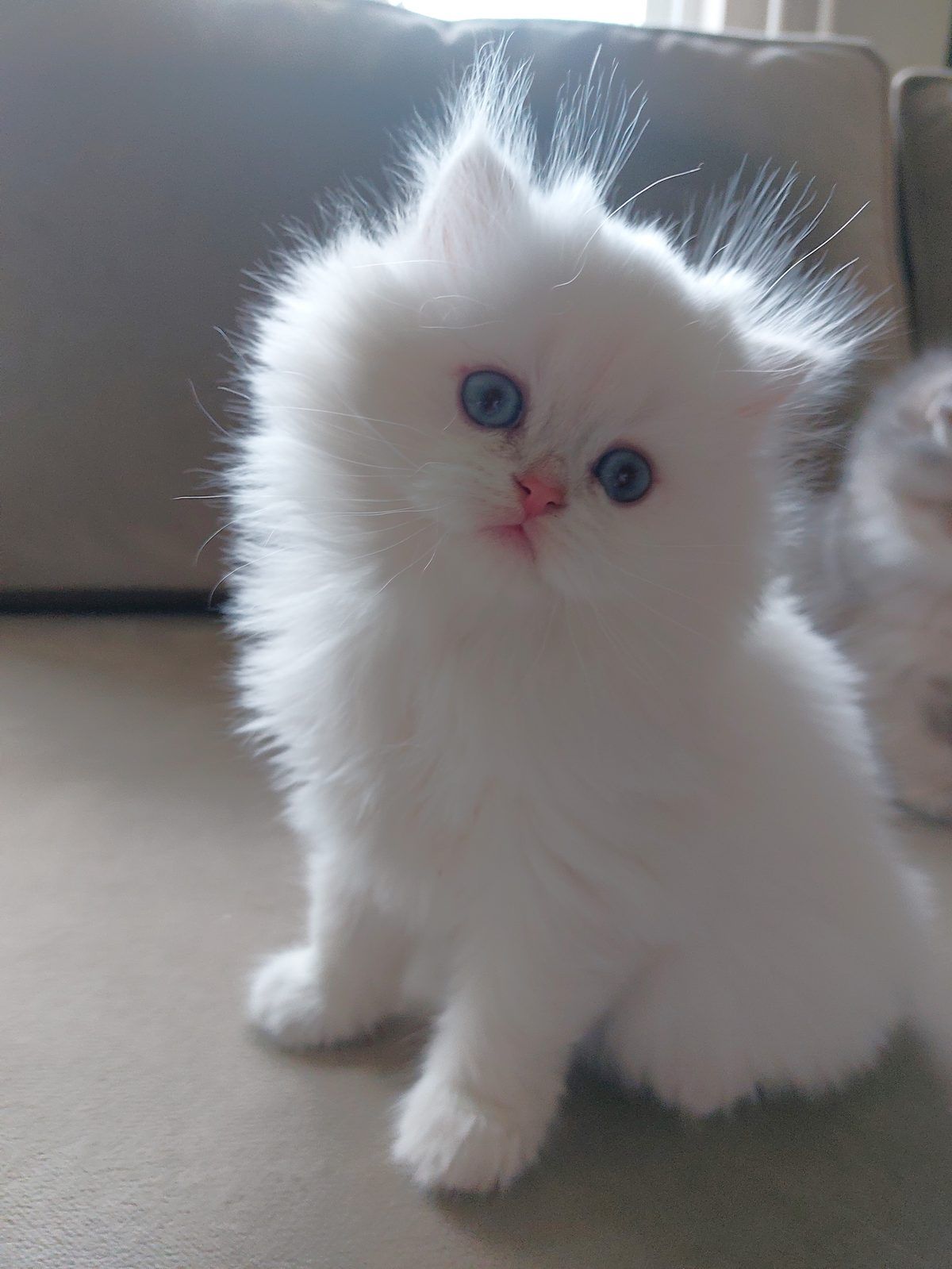 Kitten van het D-nest