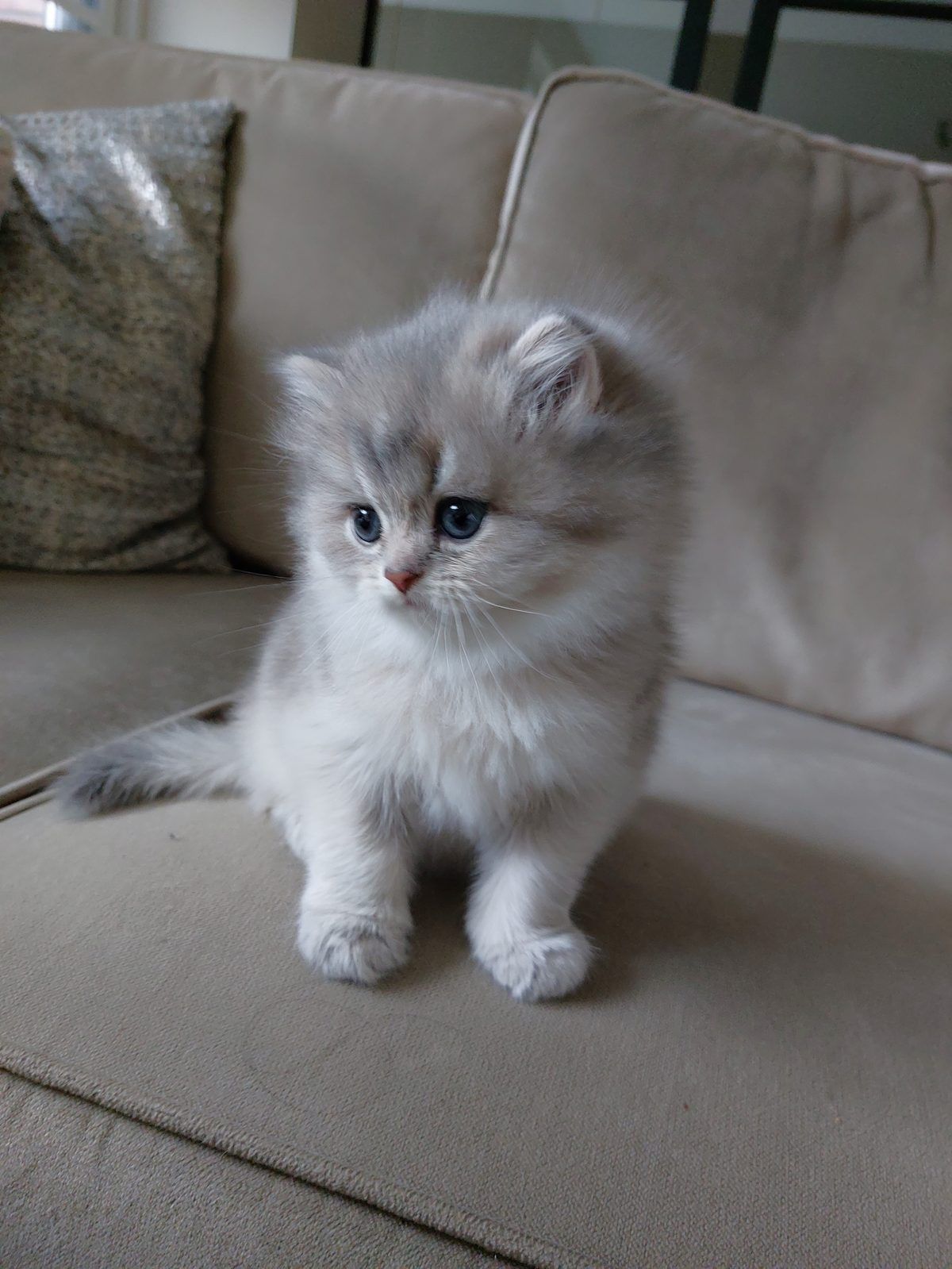 Kitten van het D-nest