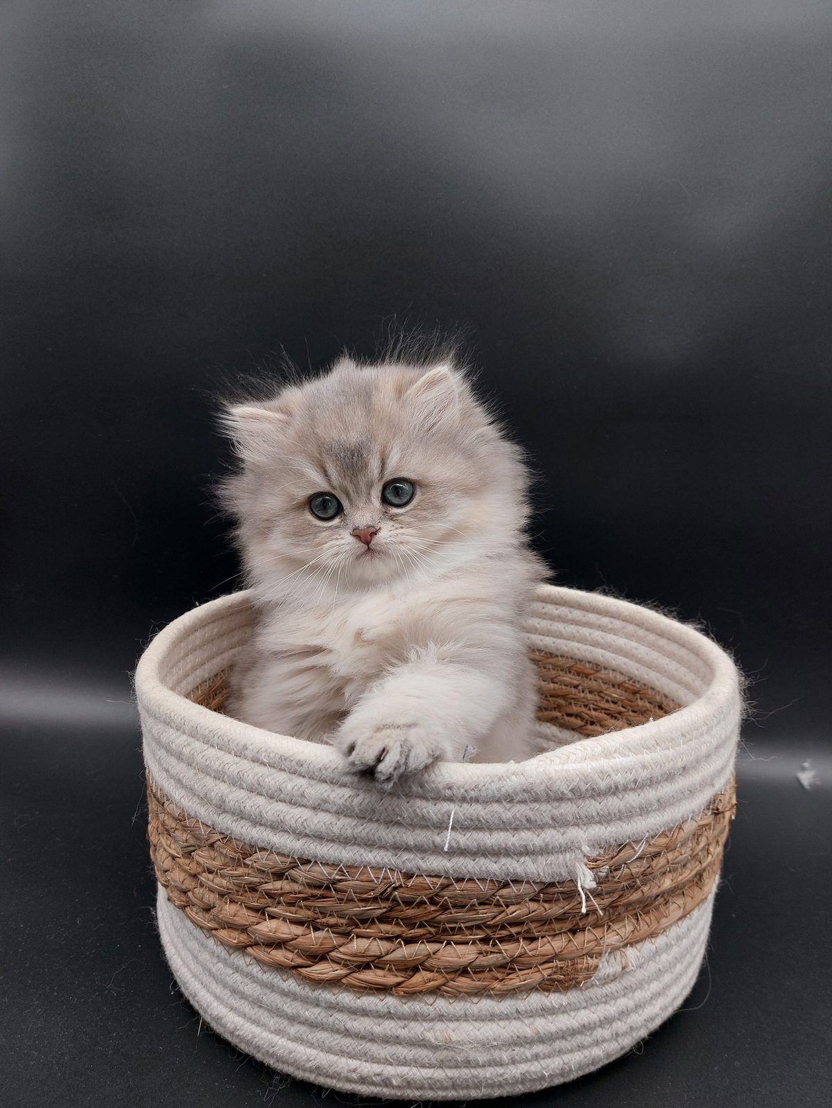 Kitten van het D-nest