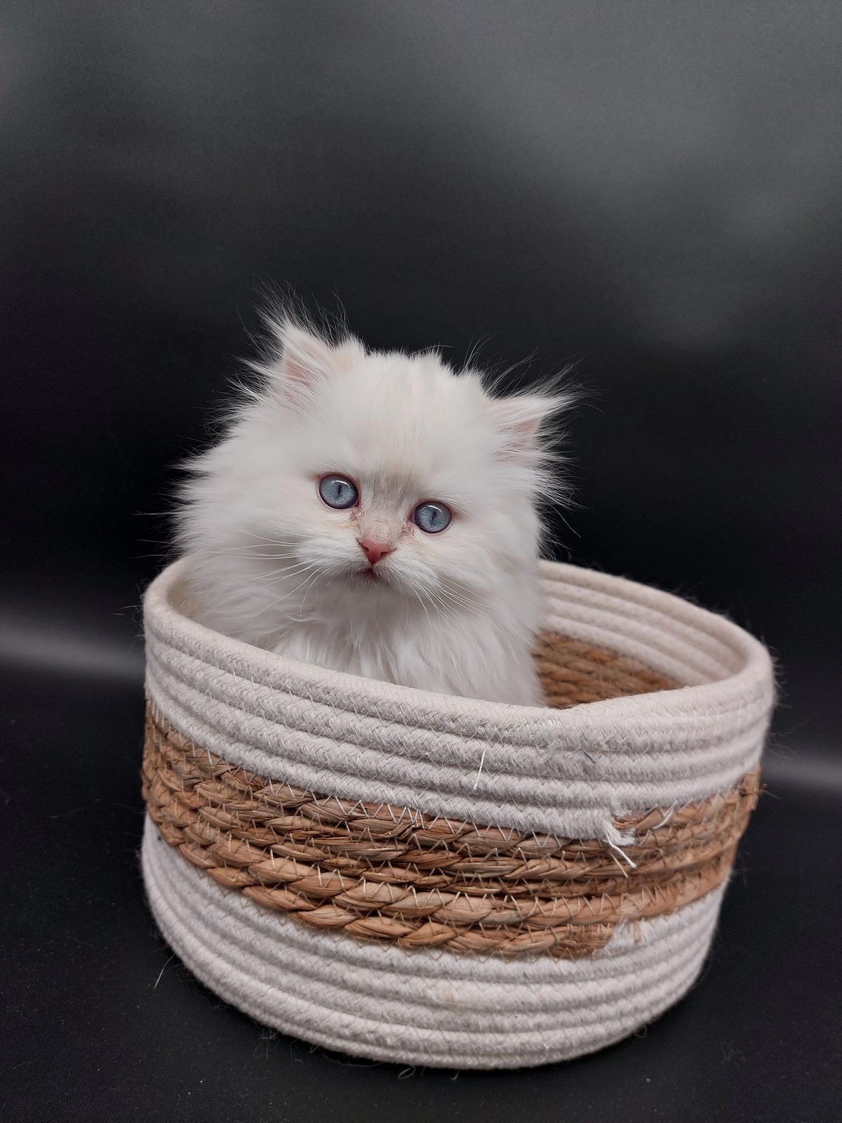 Kitten van het D-nest
