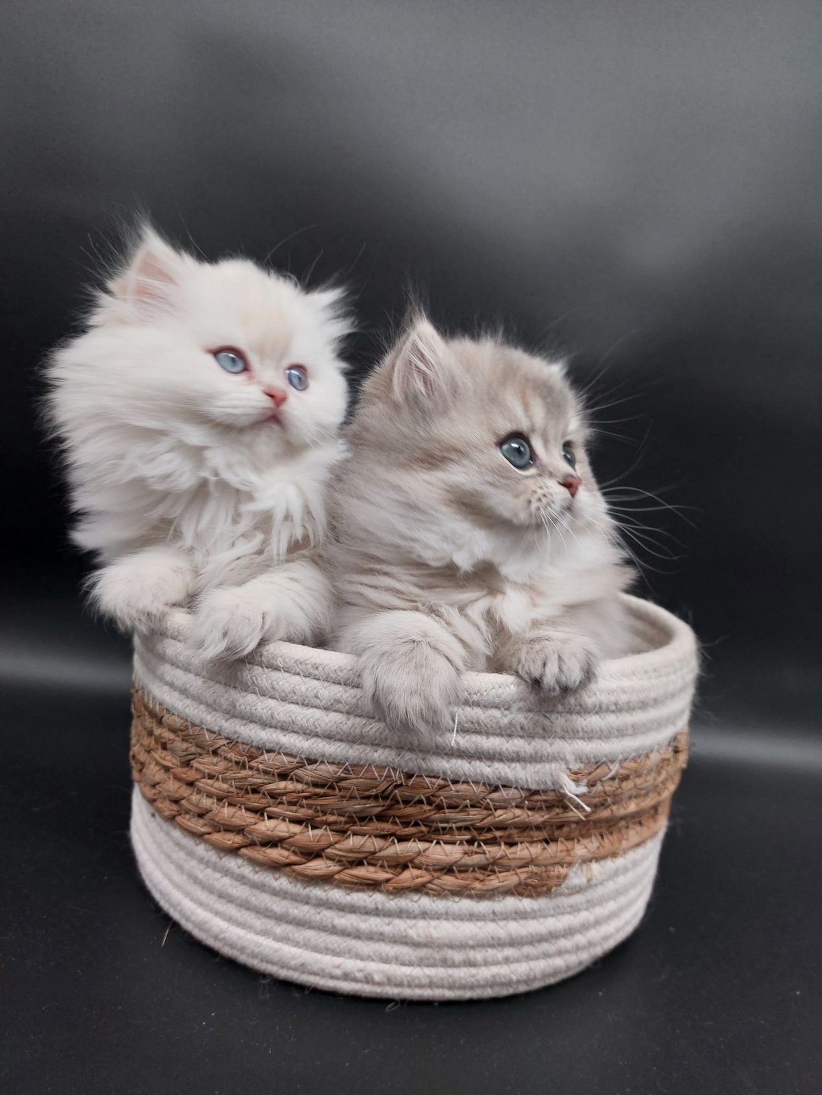 Kitten van het D-nest