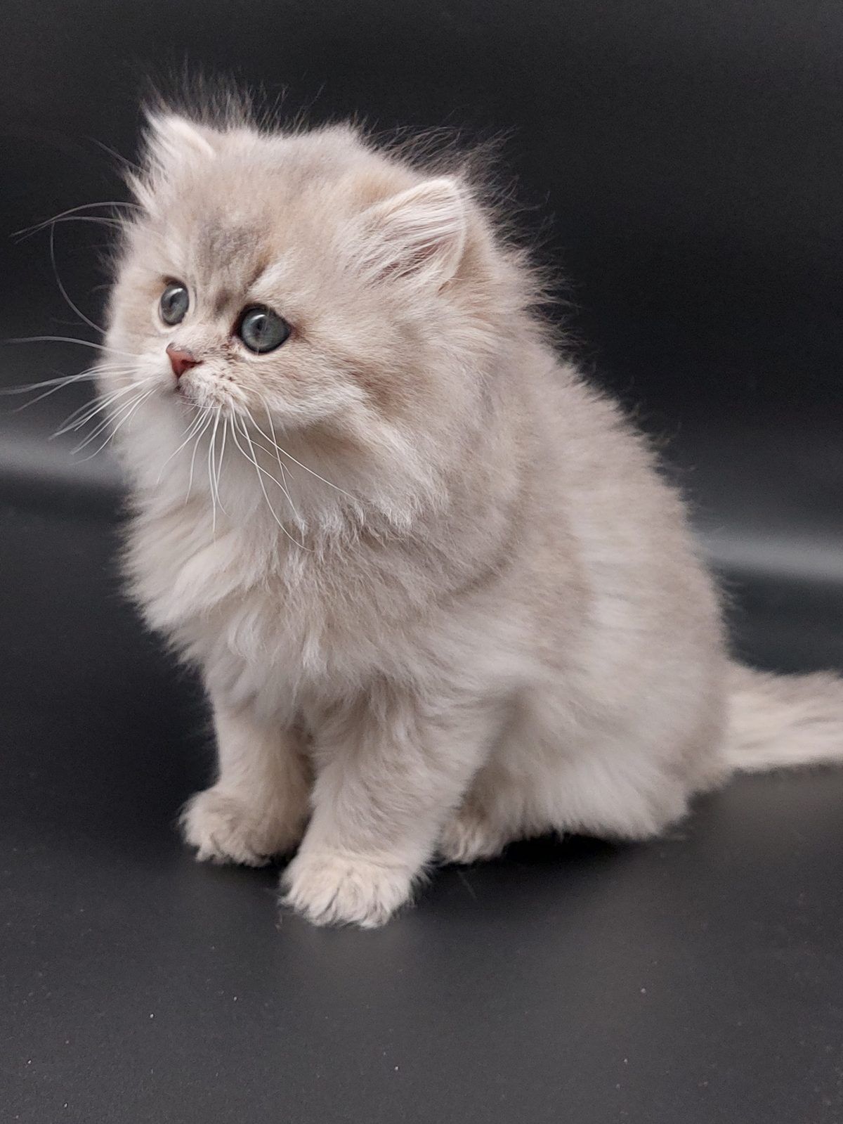 Kitten van het D-nest