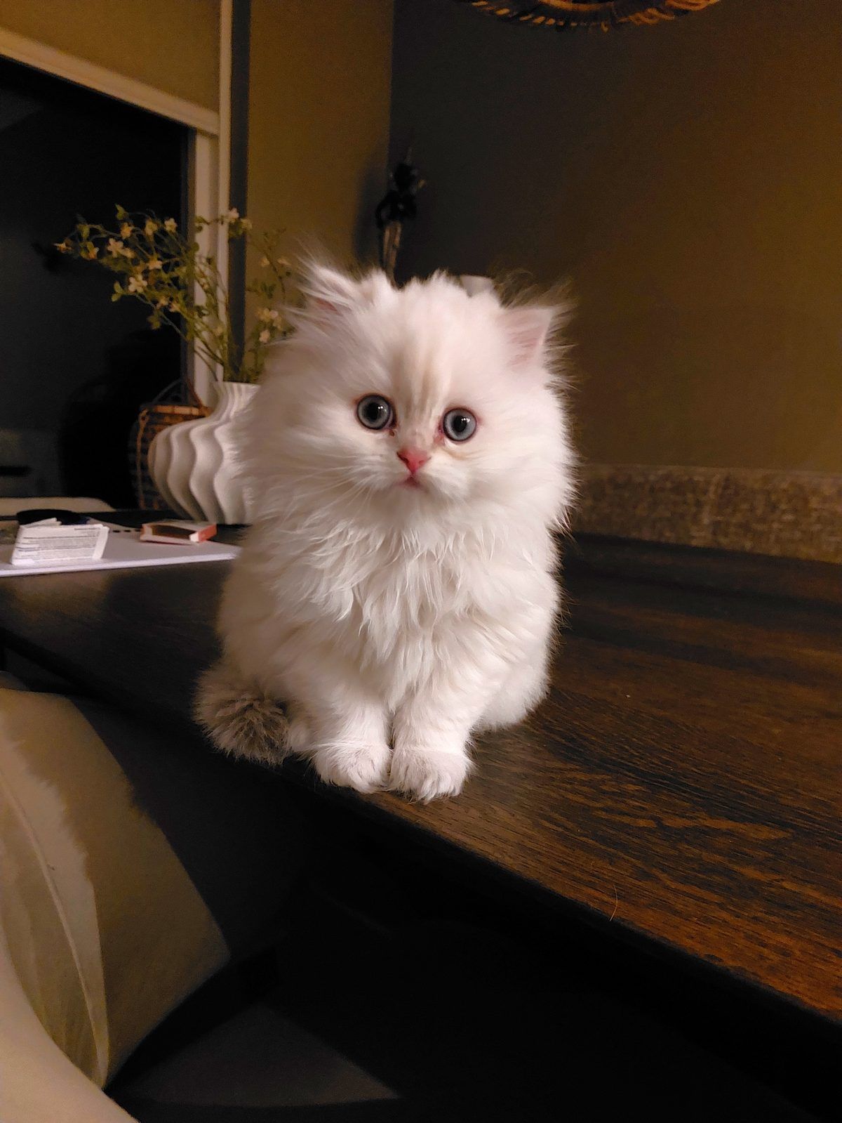 Kitten van het D-nest