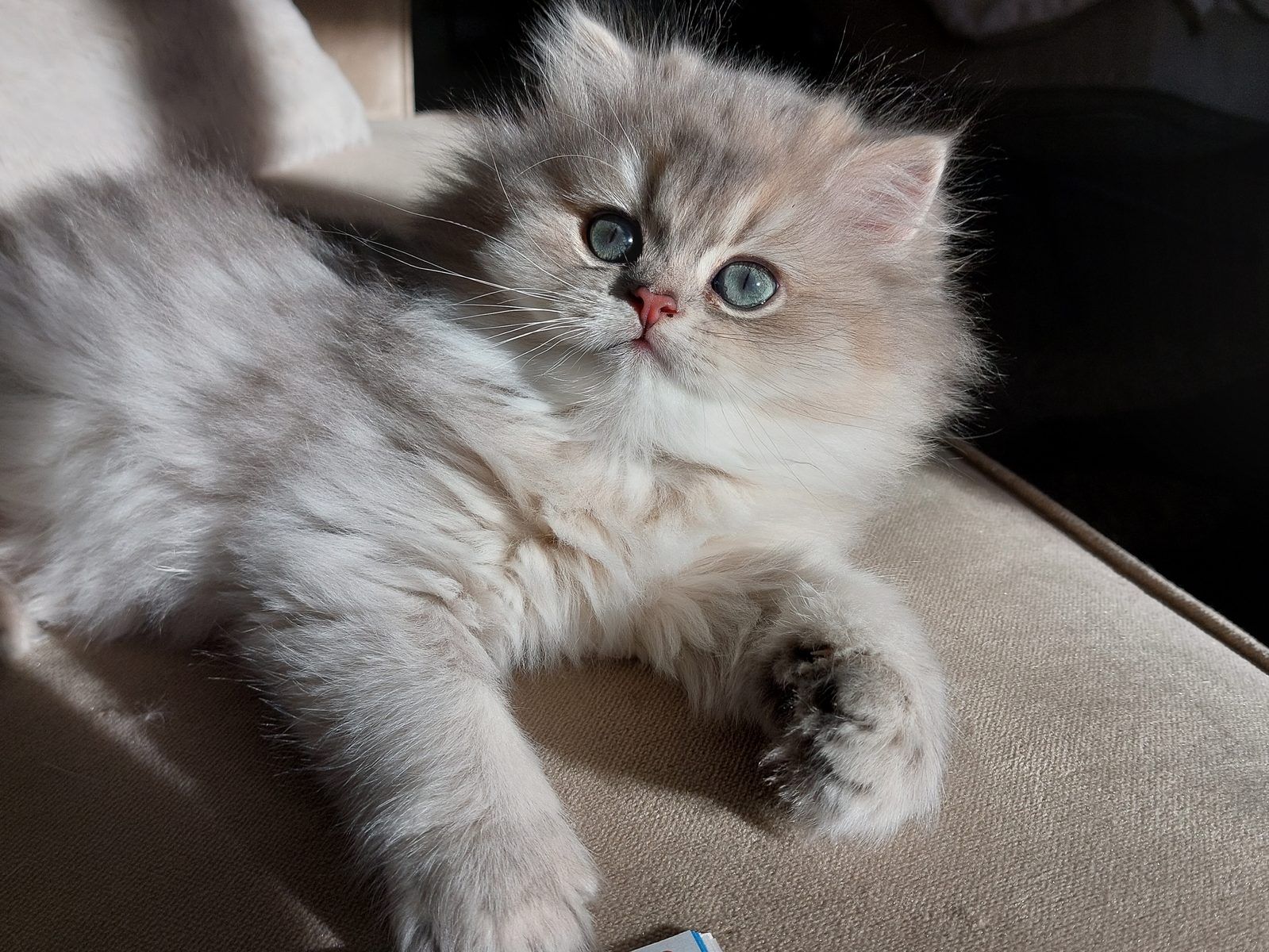 Kitten van het D-nest