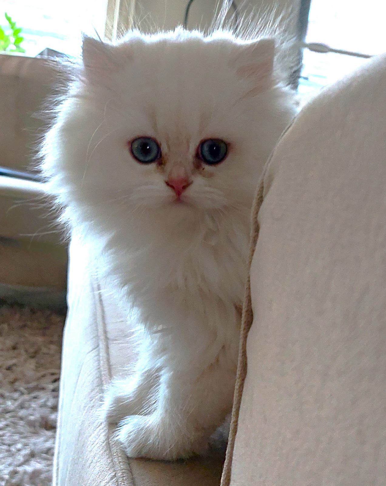 Kitten van het D-nest