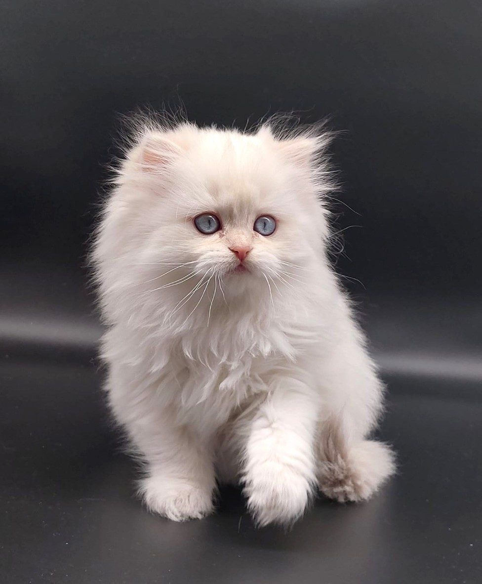 Kitten van het D-nest