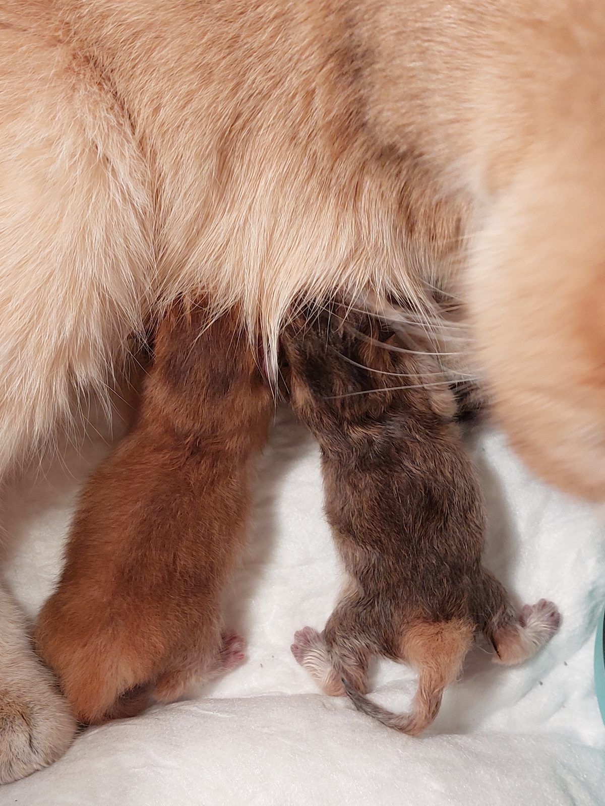 Kitten van het E-nest