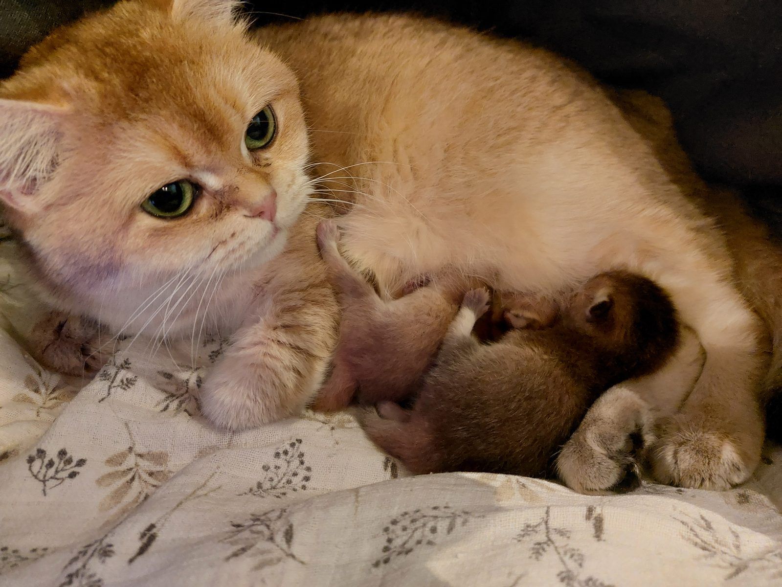 Kitten van het E-nest