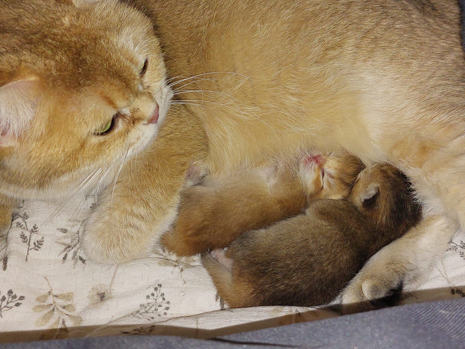 Kitten van het E-nest
