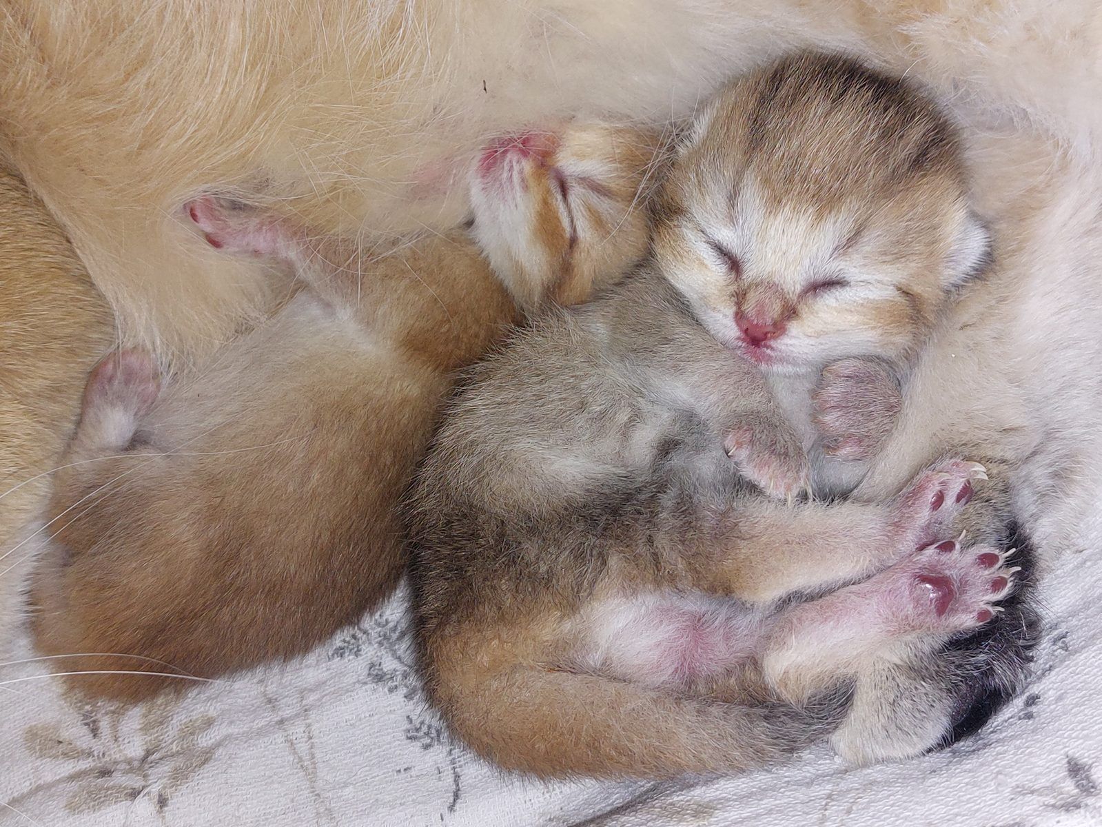 Kitten van het E-nest