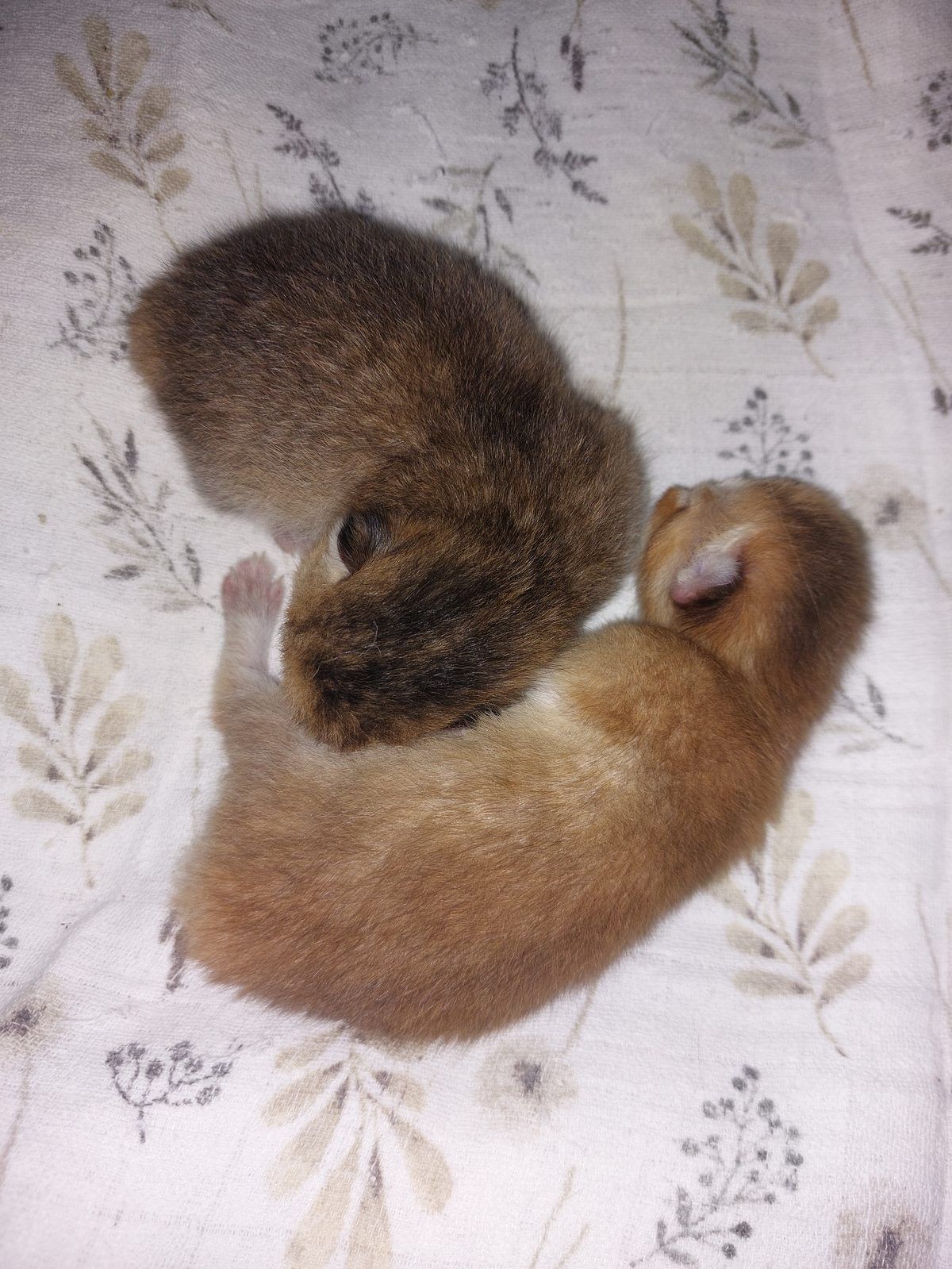Kitten van het E-nest