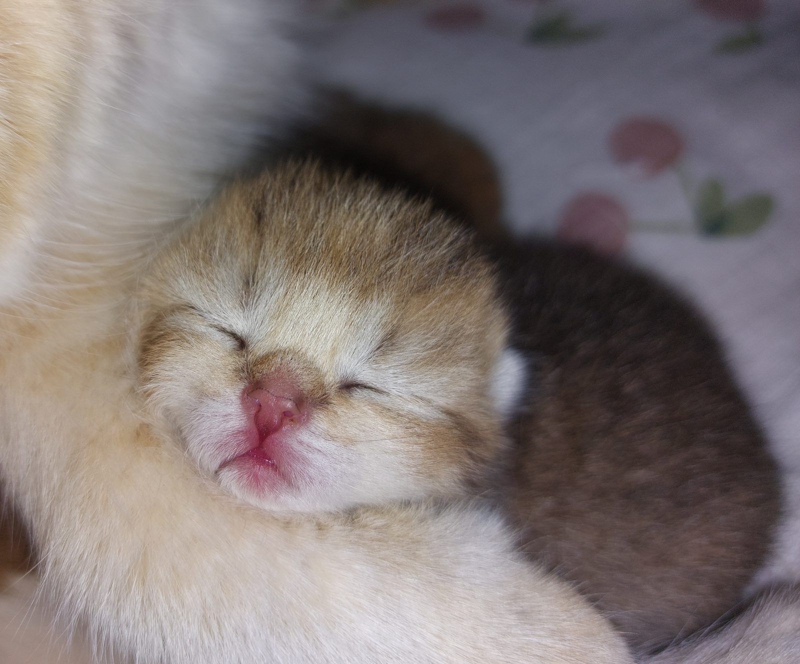 Kitten van het E-nest