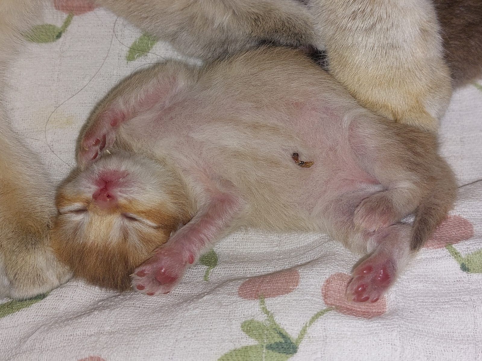 Kitten van het E-nest