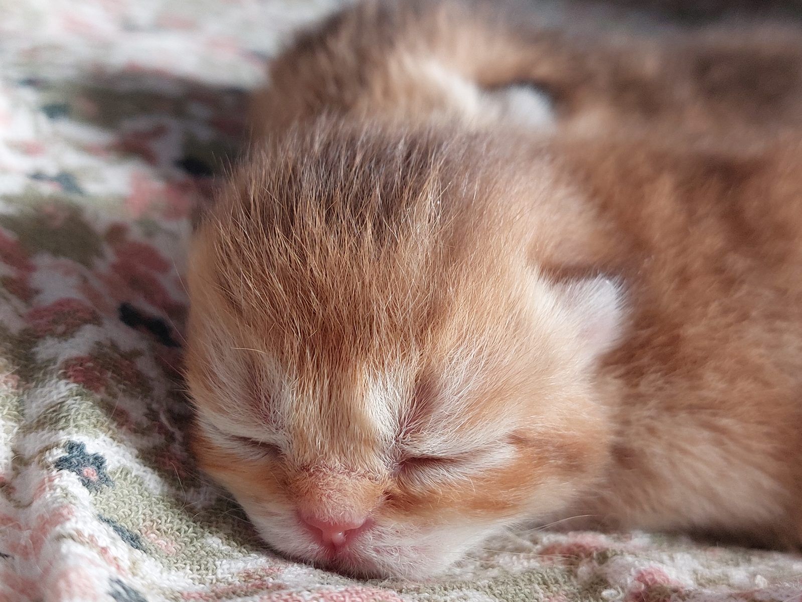 Kitten van het E-nest