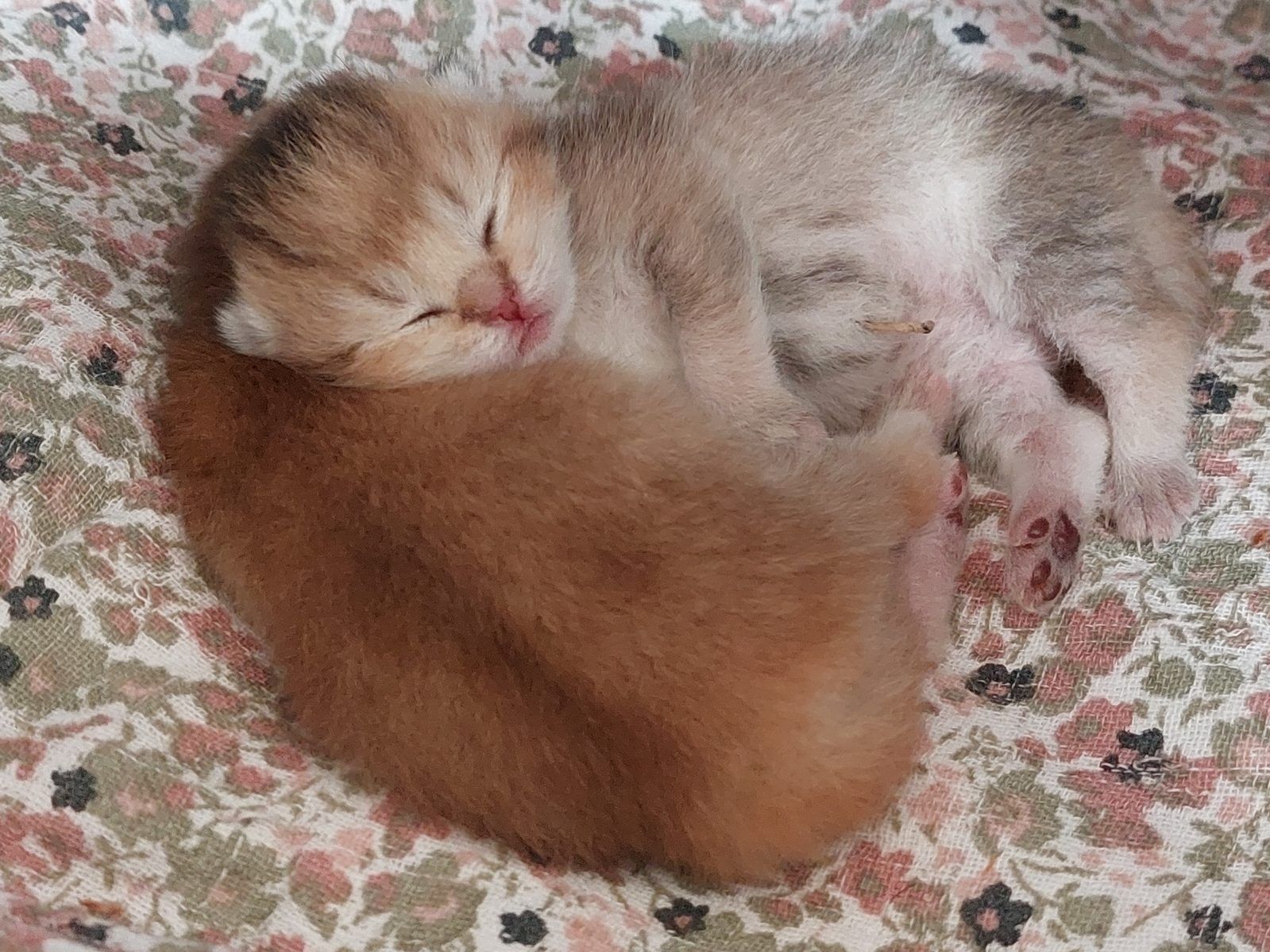 Kitten van het E-nest