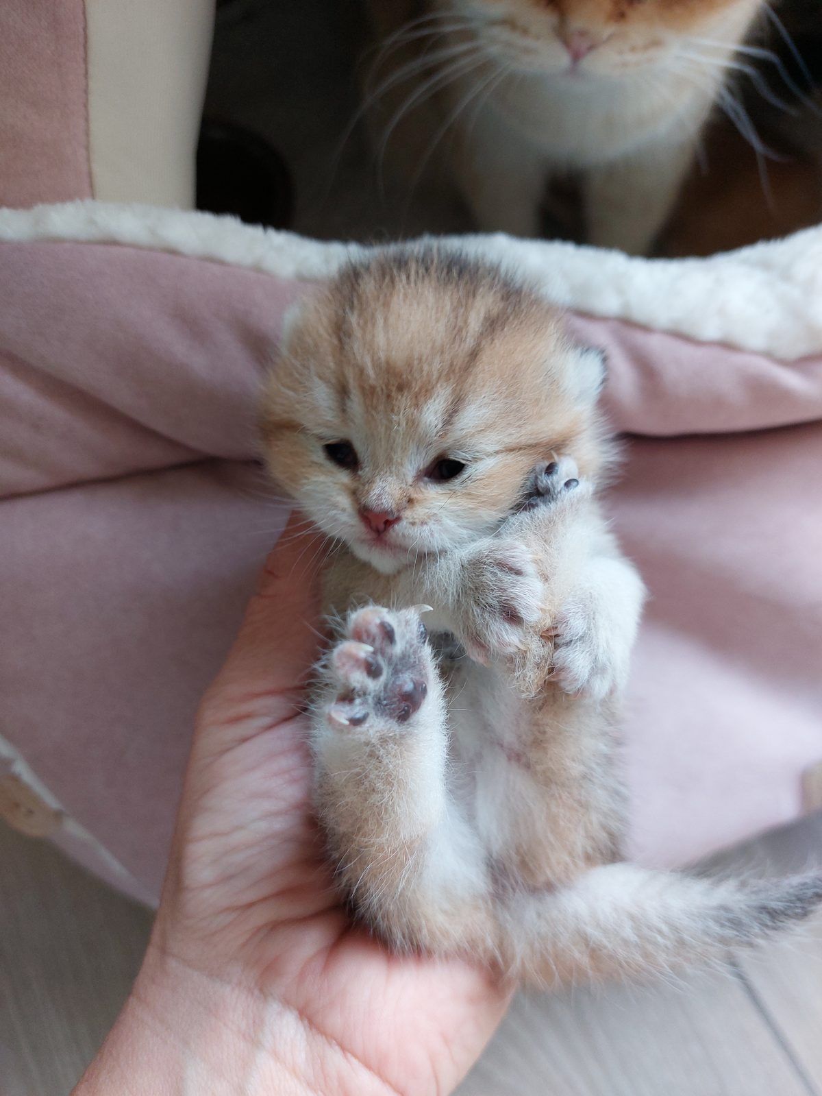 Kitten van het E-nest