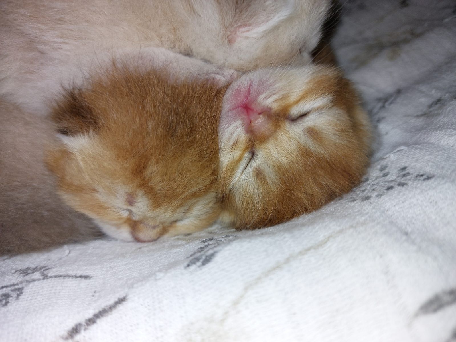 Kitten van het E-nest
