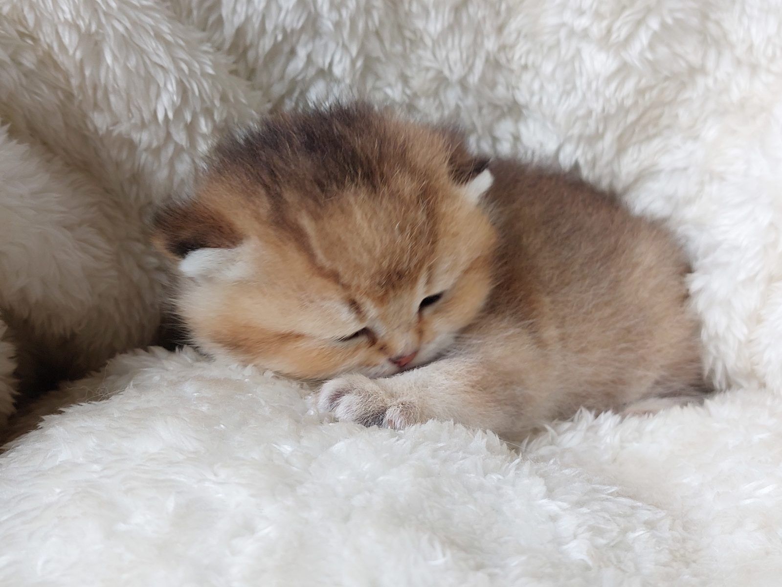 Kitten van het E-nest