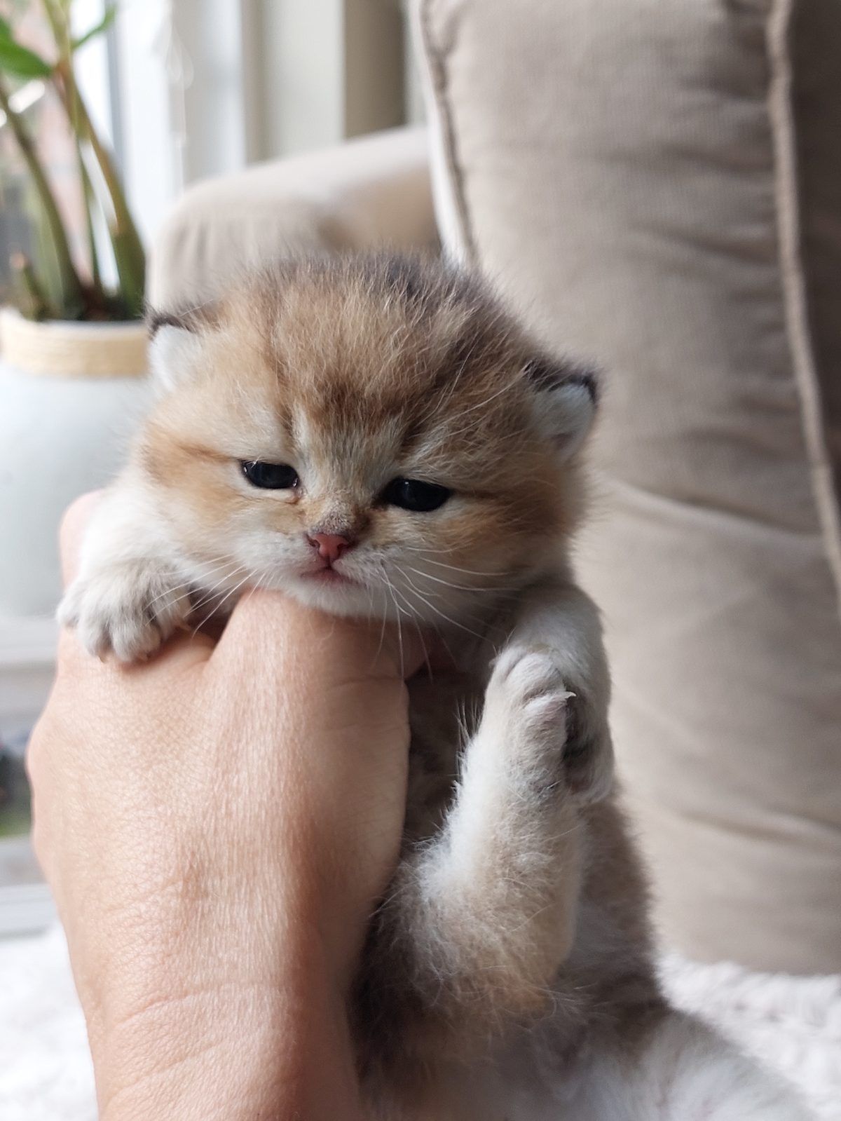 Kitten van het E-nest