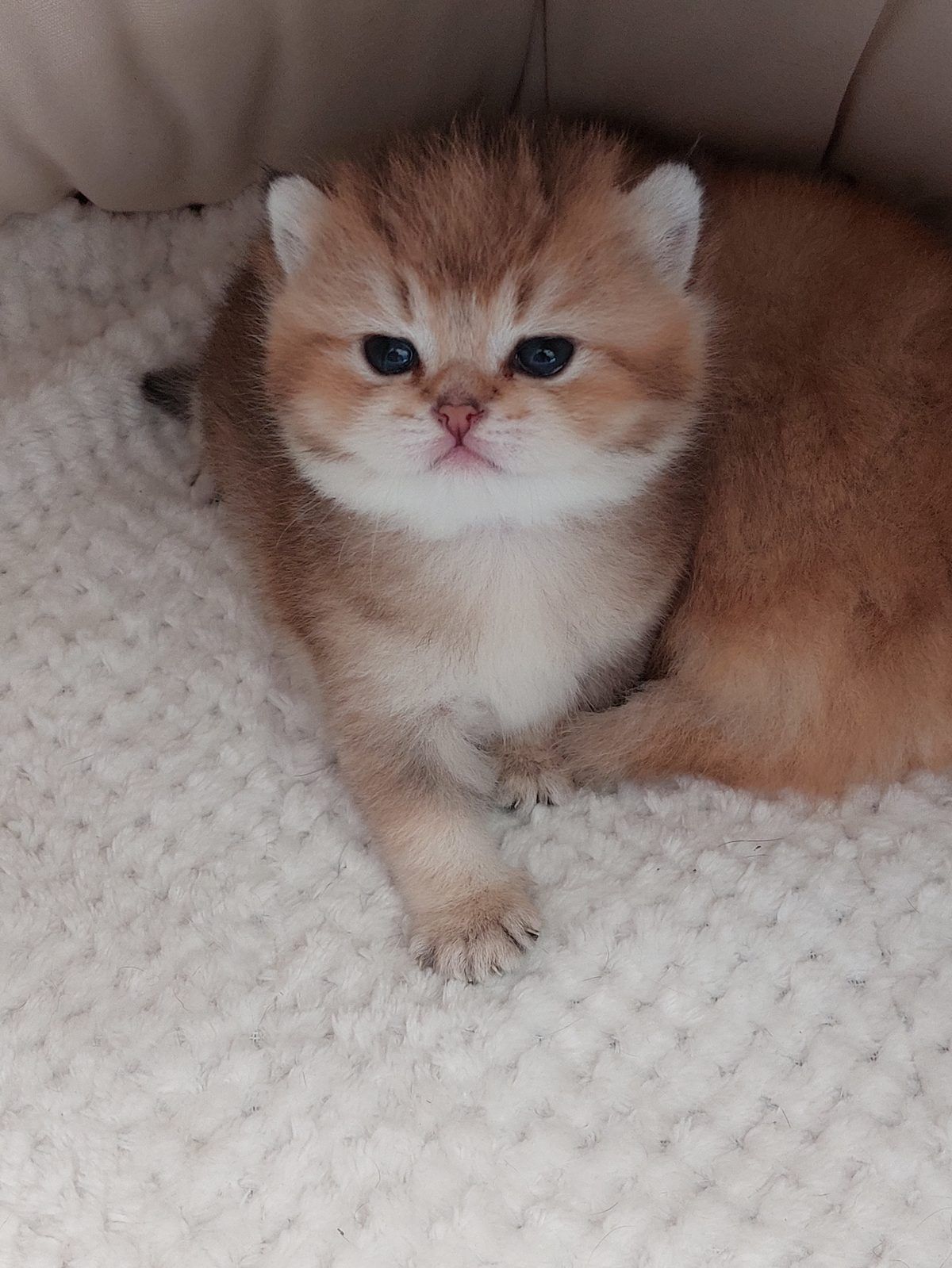 Kitten van het E-nest