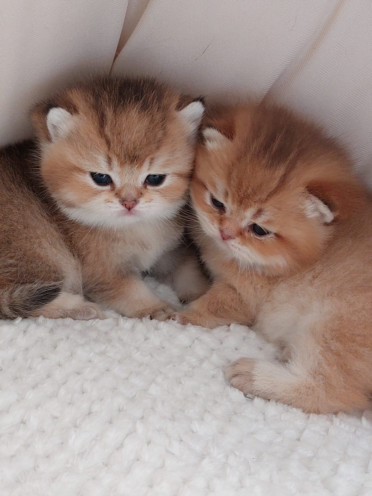 Kitten van het E-nest