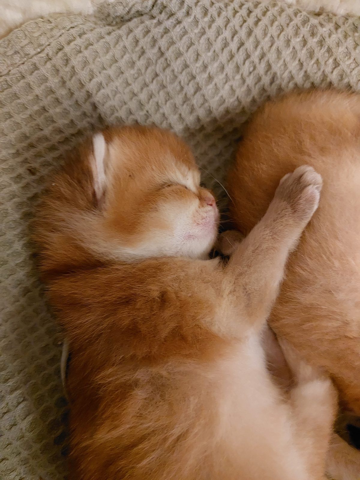 Kitten van het E-nest