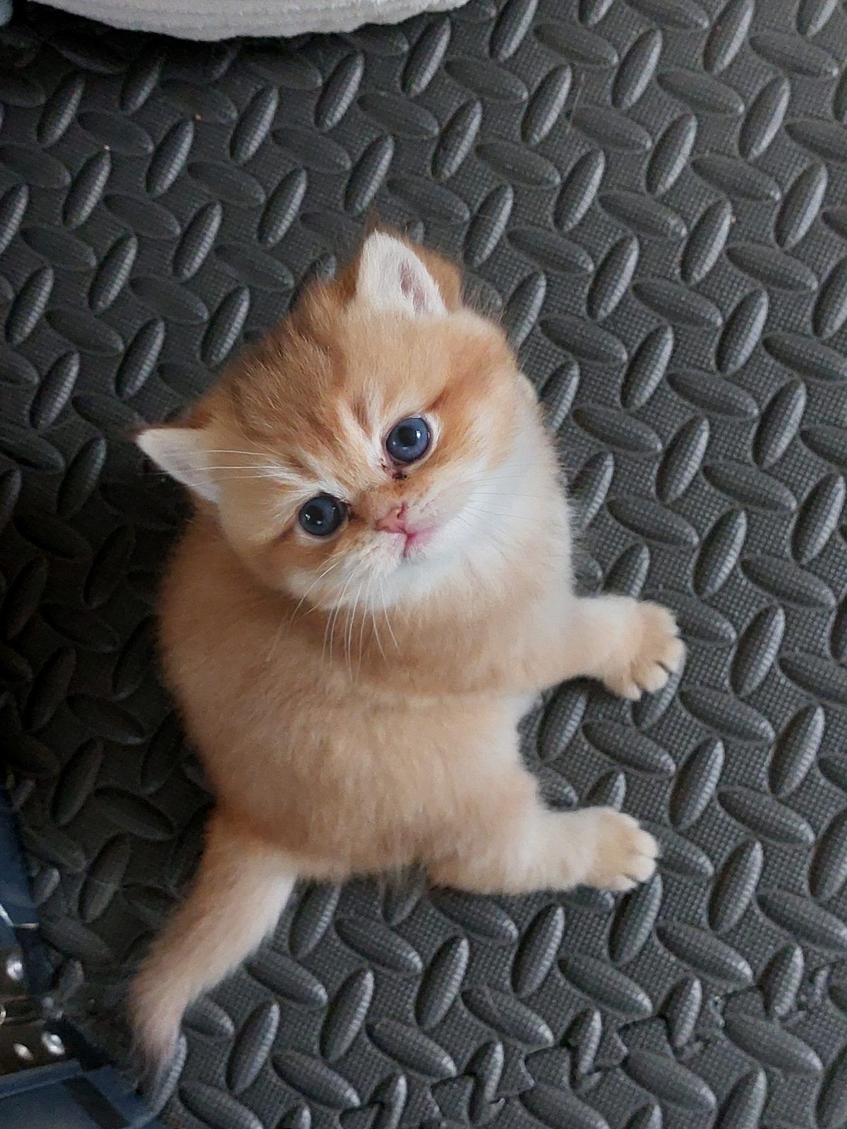 Kitten van het E-nest