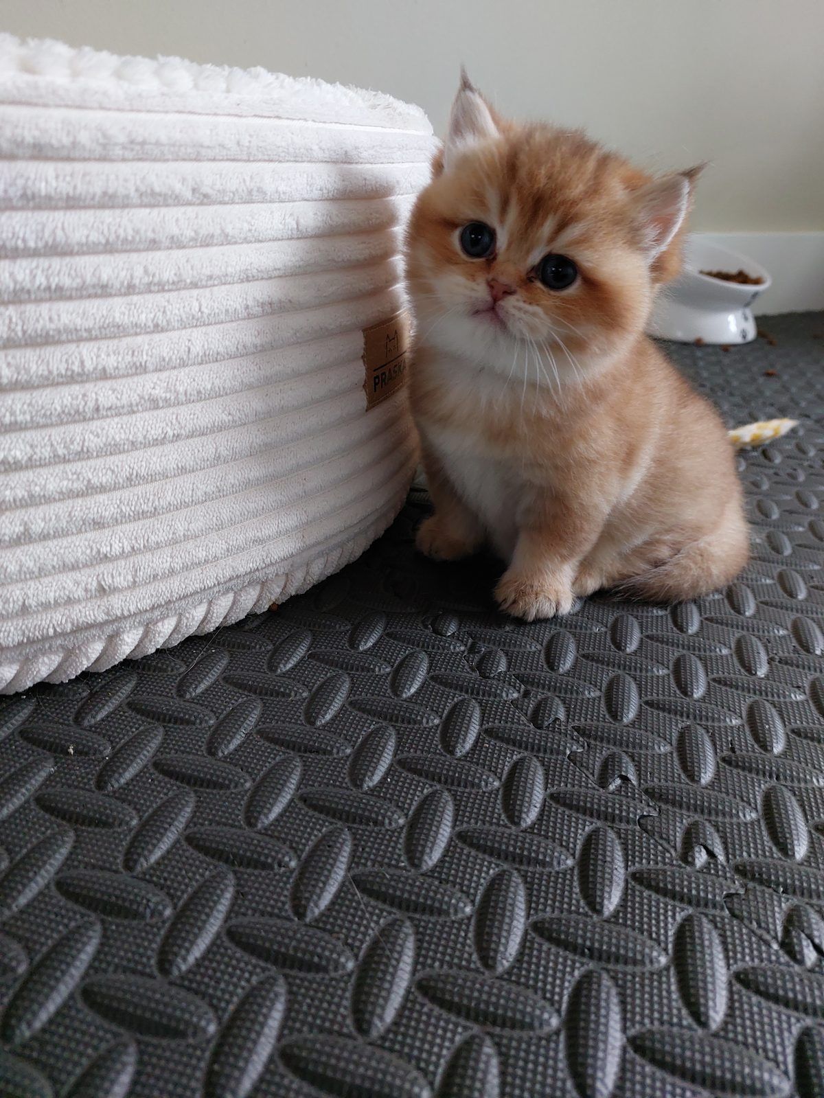 Kitten van het E-nest