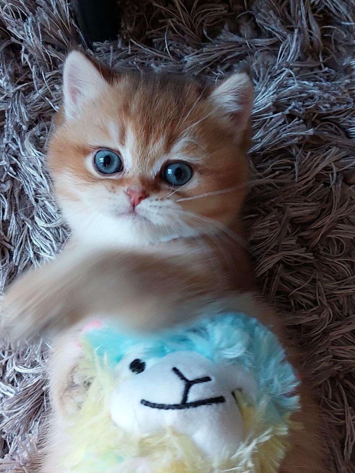 Kitten van het E-nest