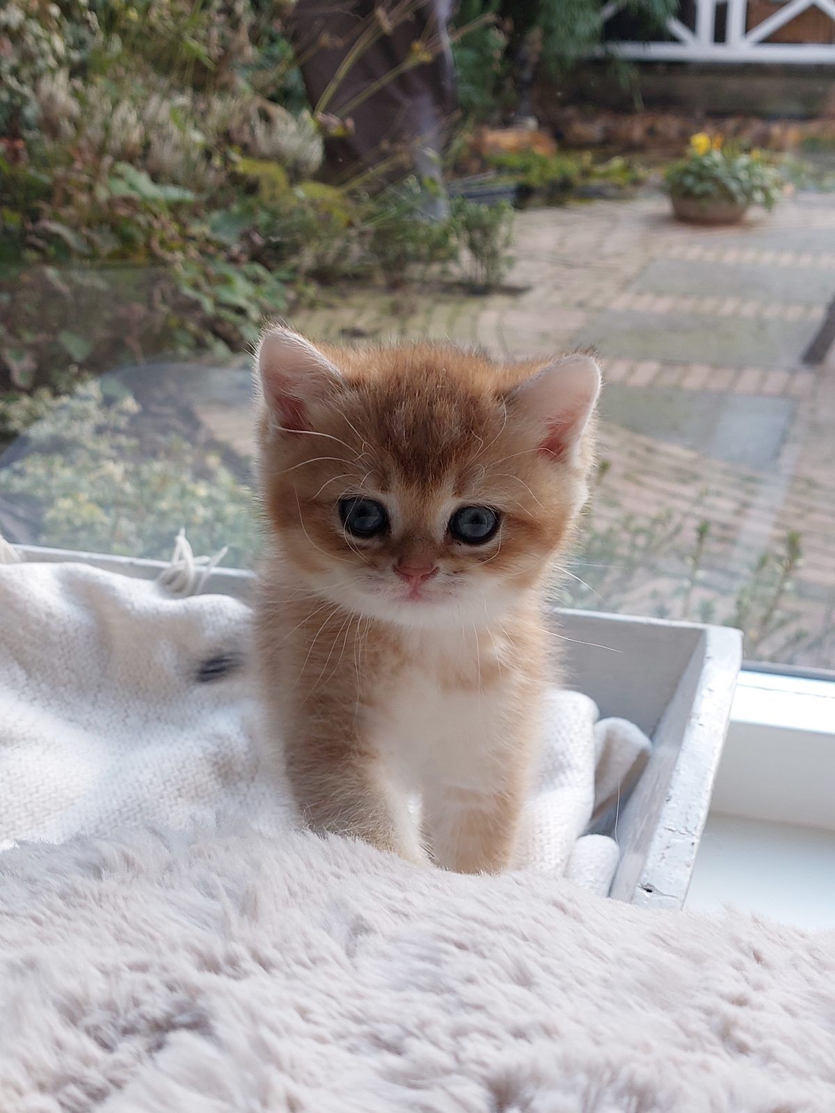 Kitten van het E-nest