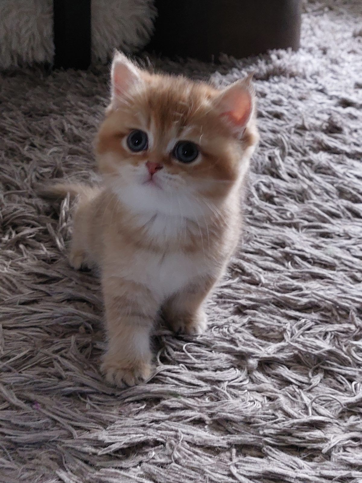 Kitten van het E-nest