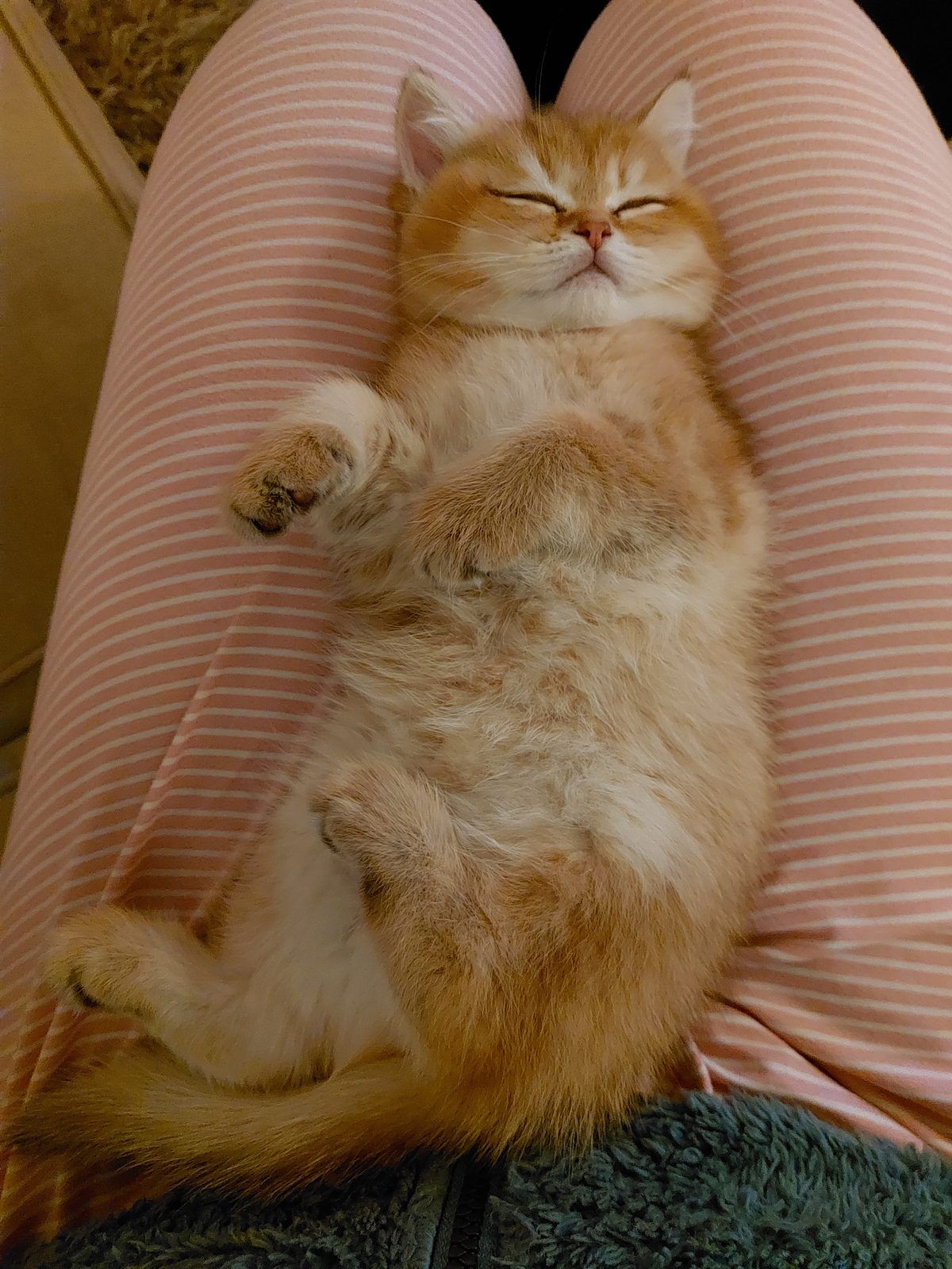 Kitten van het E-nest