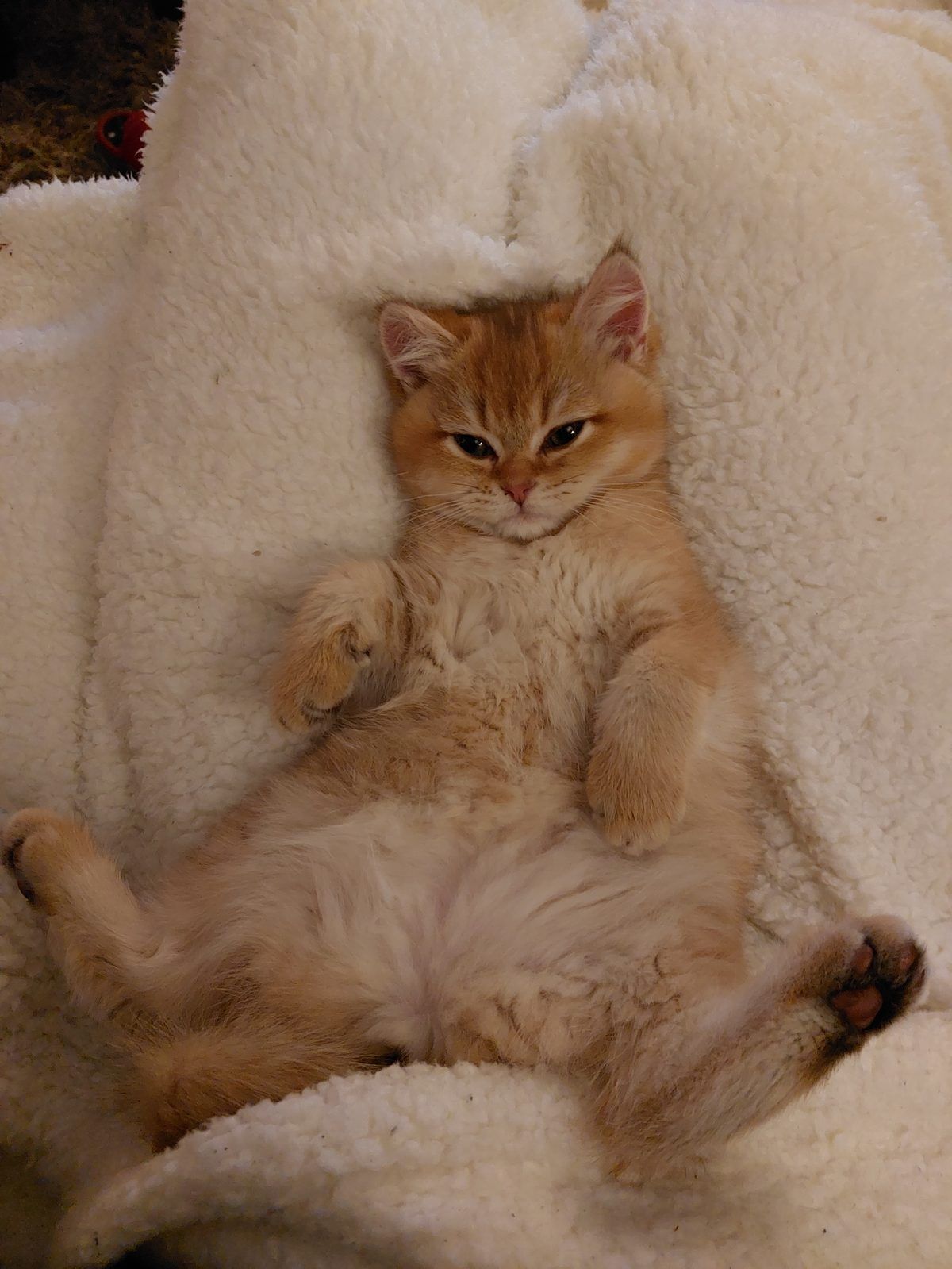 Kitten van het E-nest