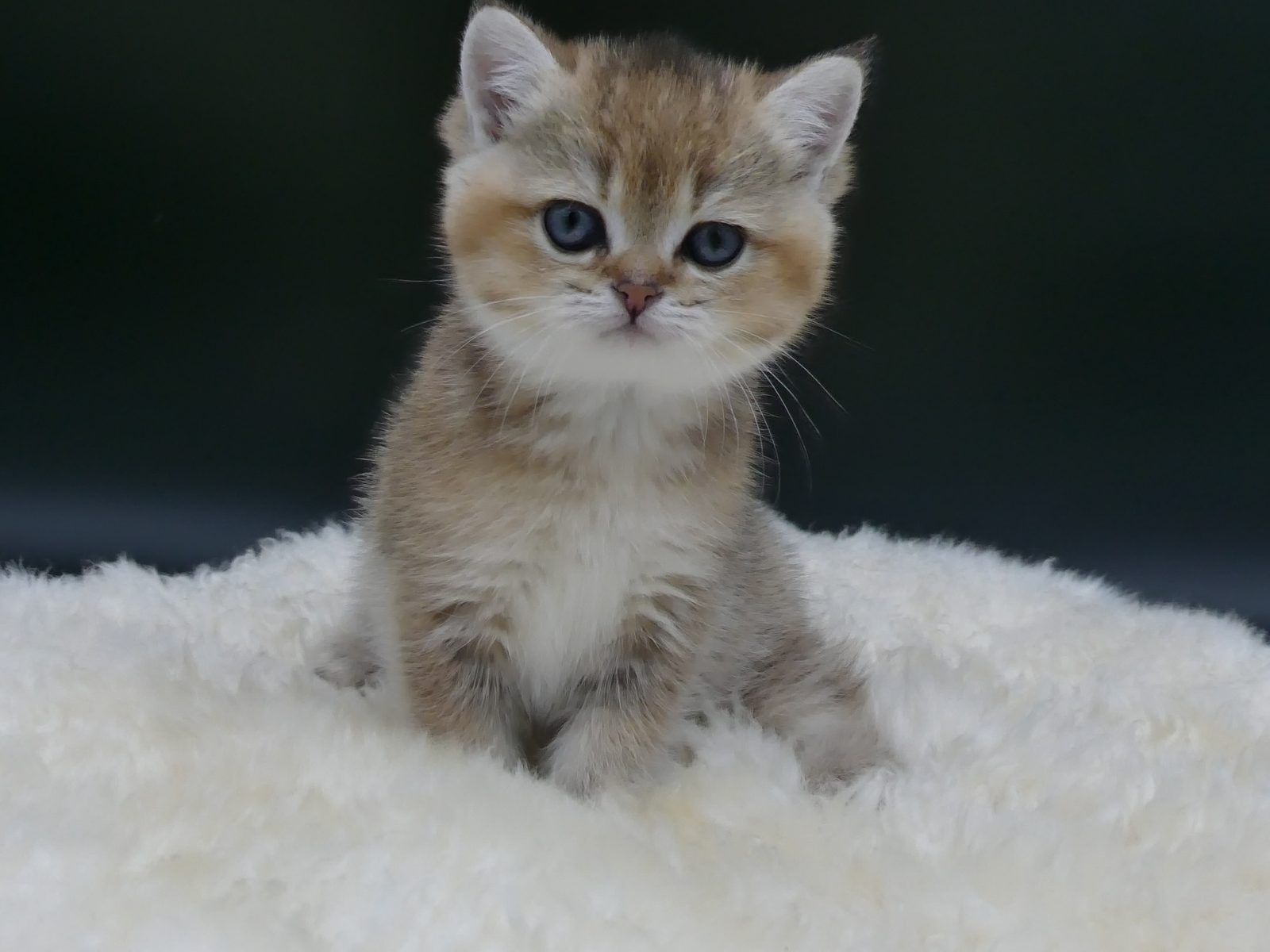 Kitten van het E-nest