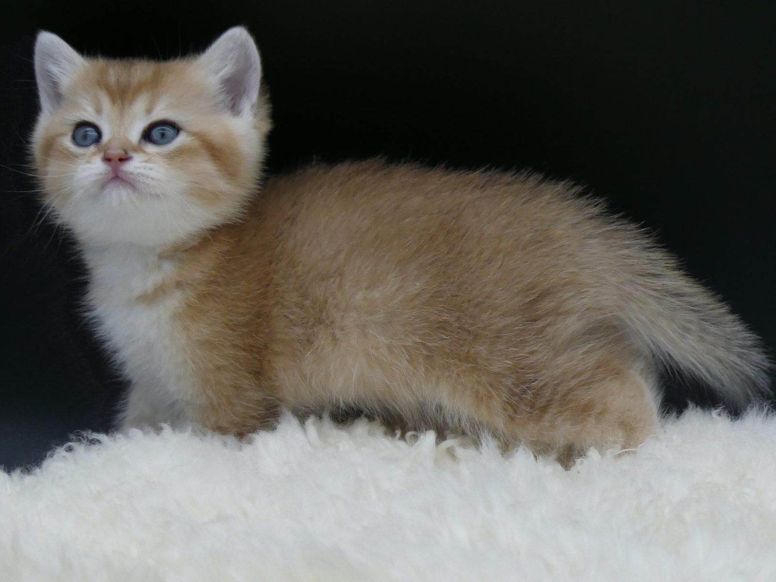 Kitten van het E-nest