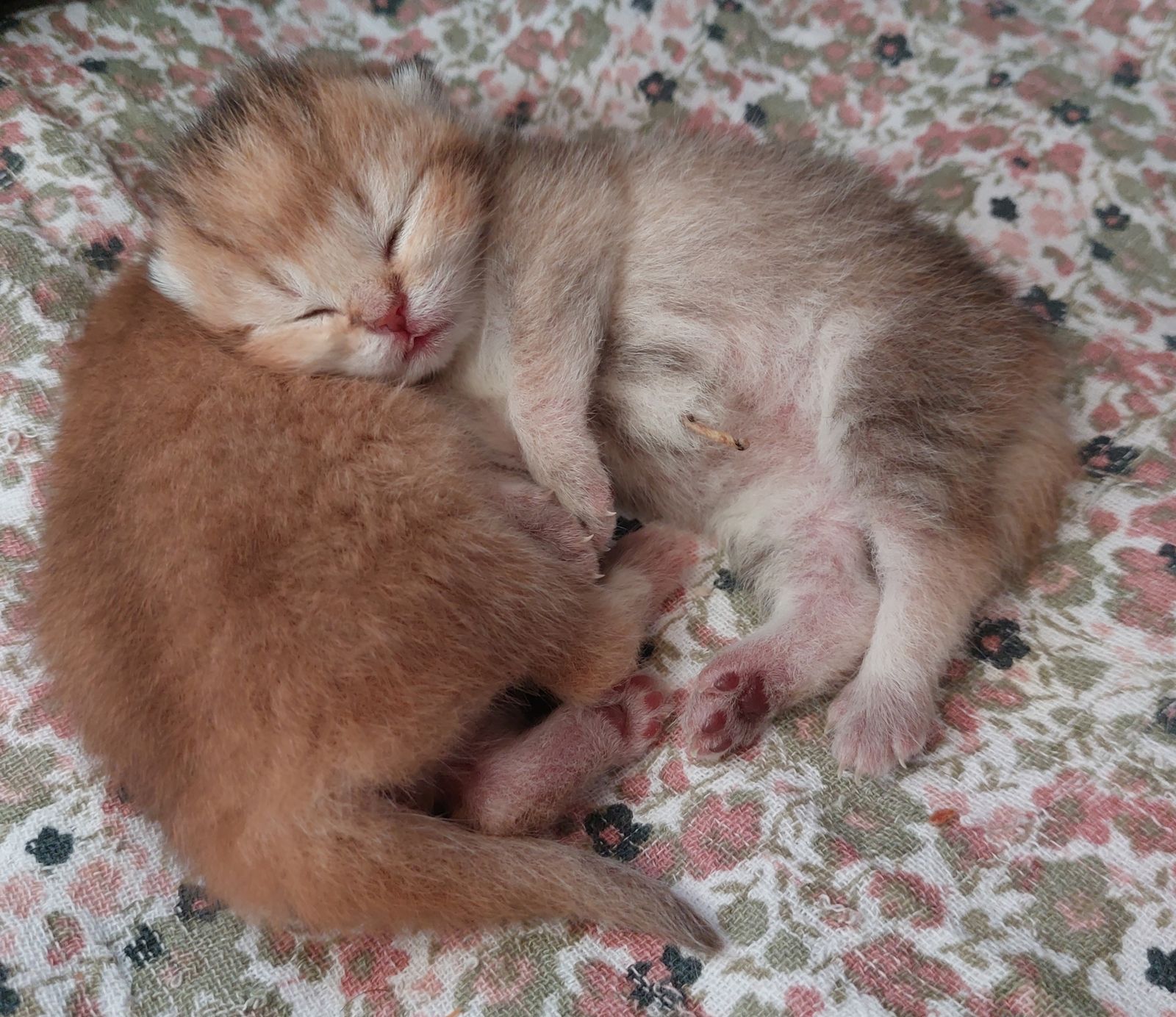 Kitten van het F-nest