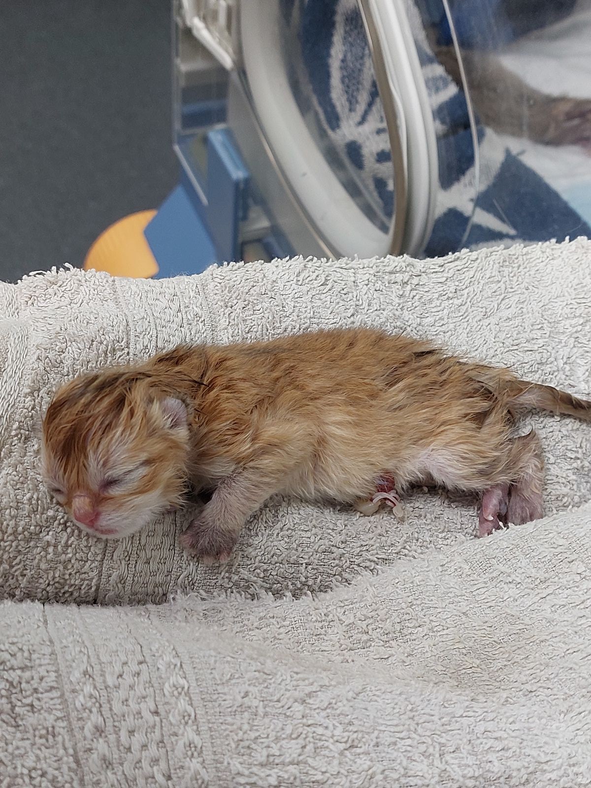 Kitten van het F-nest