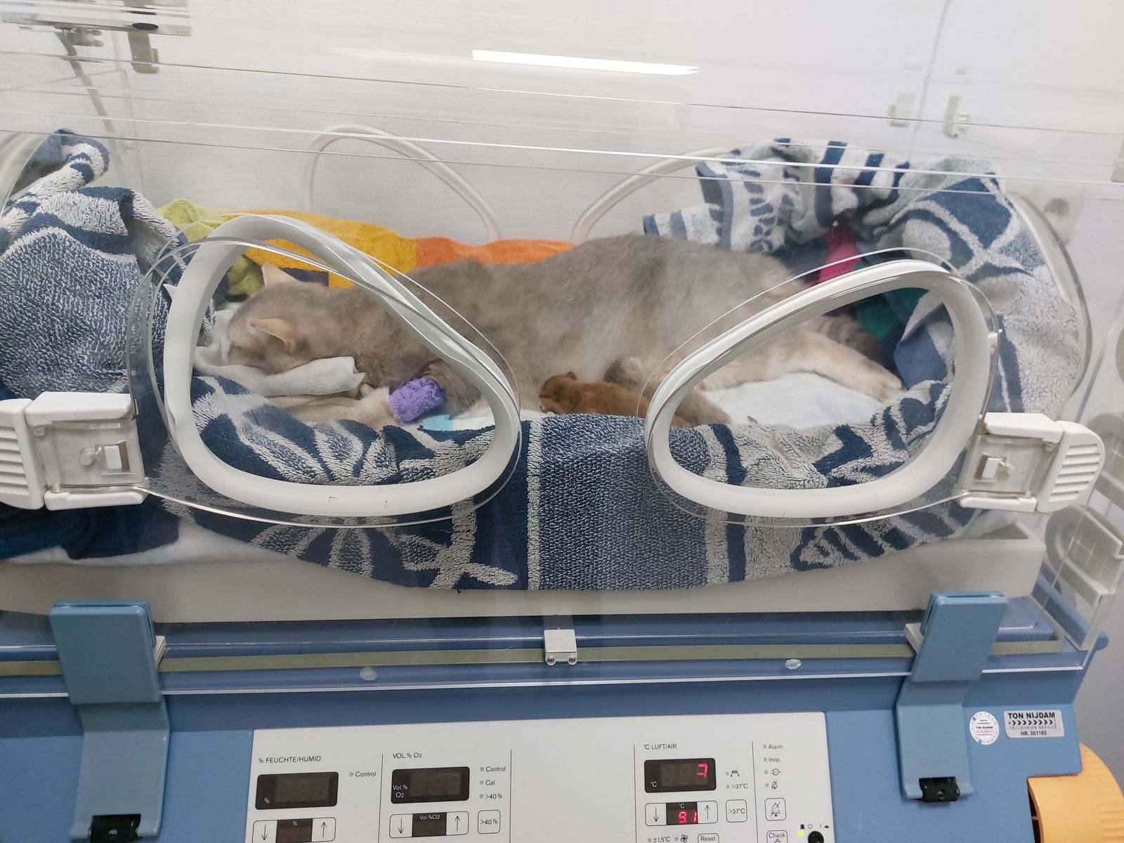 Kitten van het F-nest