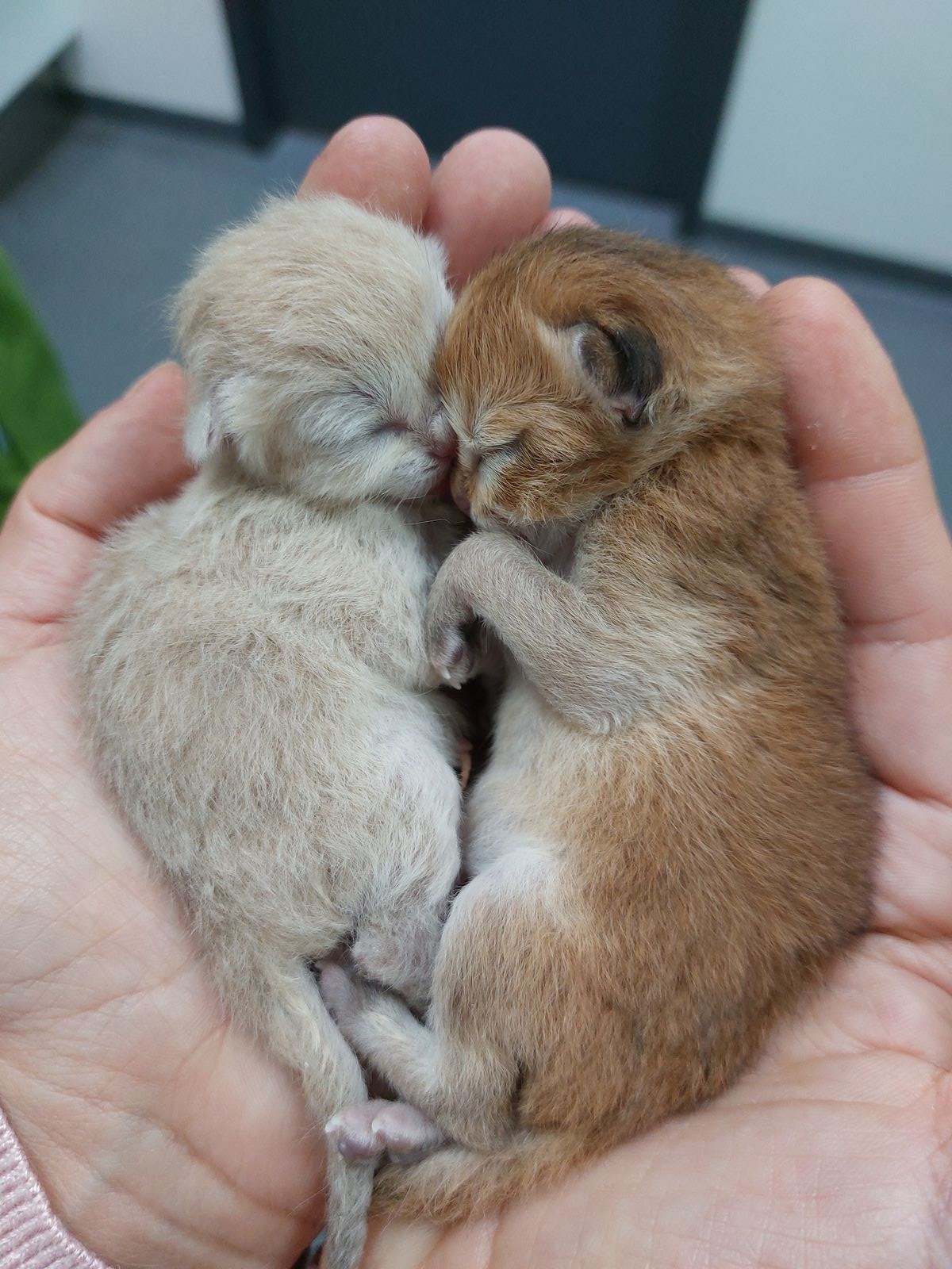 Kitten van het F-nest