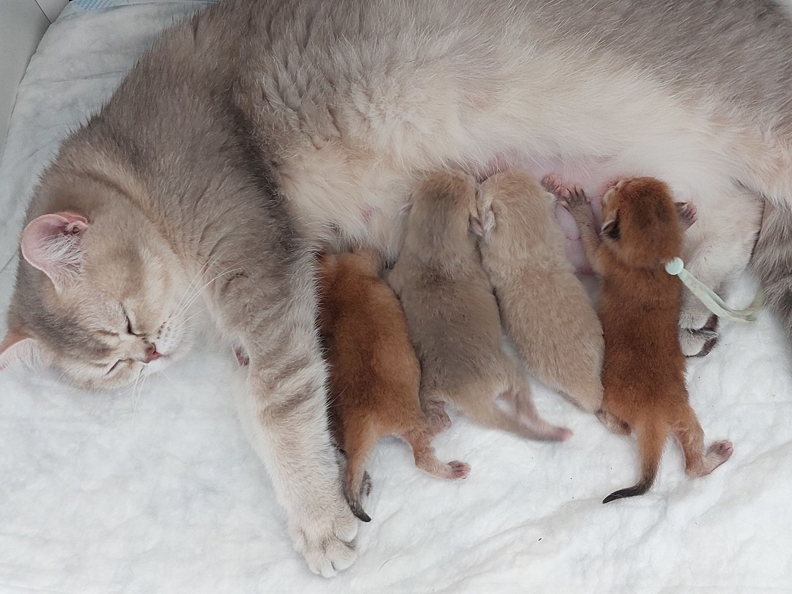 Kitten van het F-nest