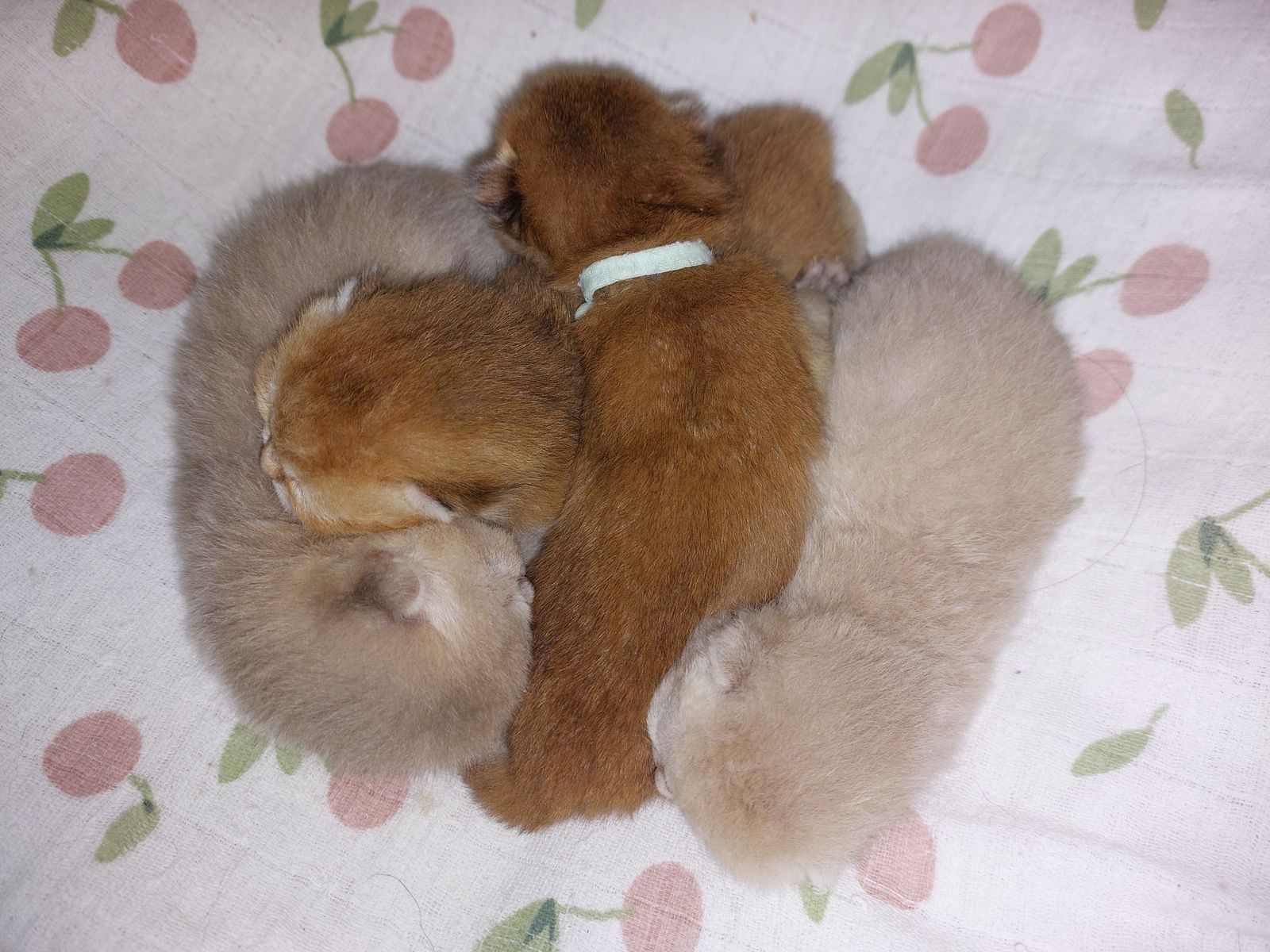 Kitten van het F-nest