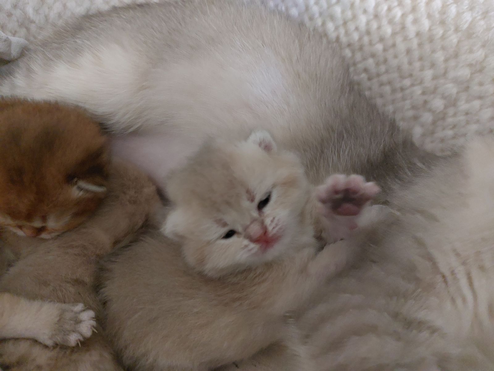 Kitten van het F-nest